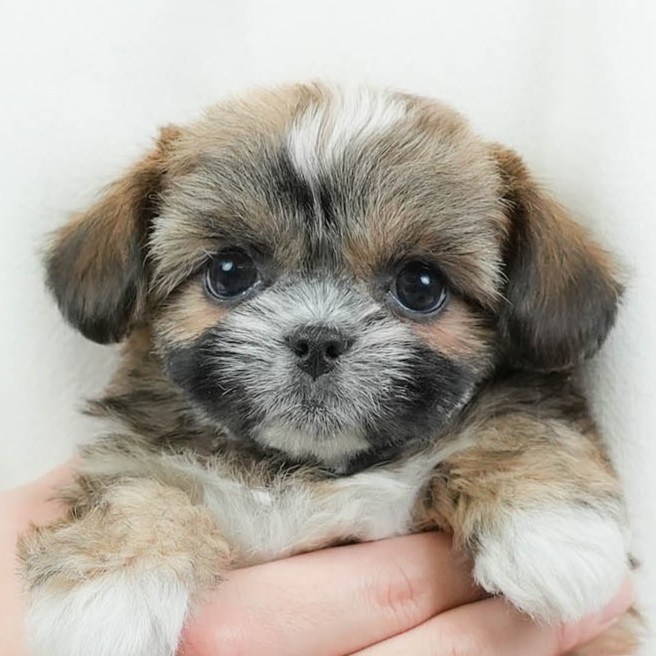 チーズー | 女の子 | ゴールド＆ホワイト | 2026年1月28日