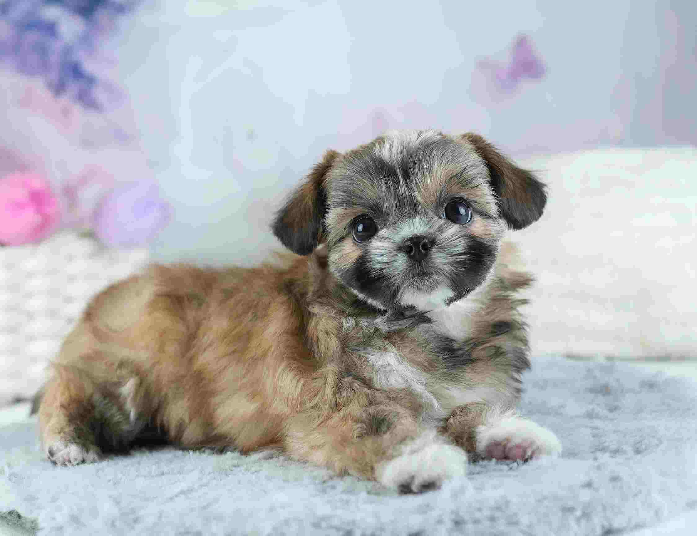 チーズー | 女の子 | ゴールド＆ホワイト | 2026年1月28日