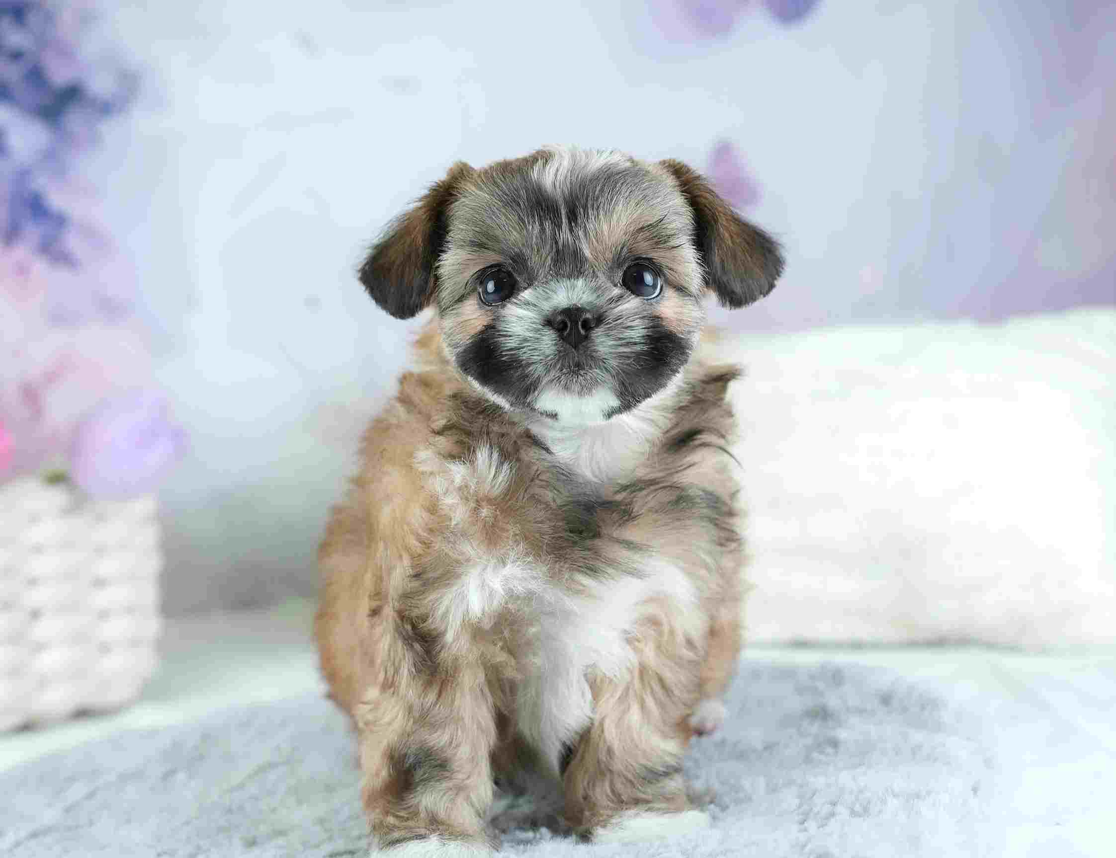 チーズー | 女の子 | ゴールド＆ホワイト | 2026年1月28日