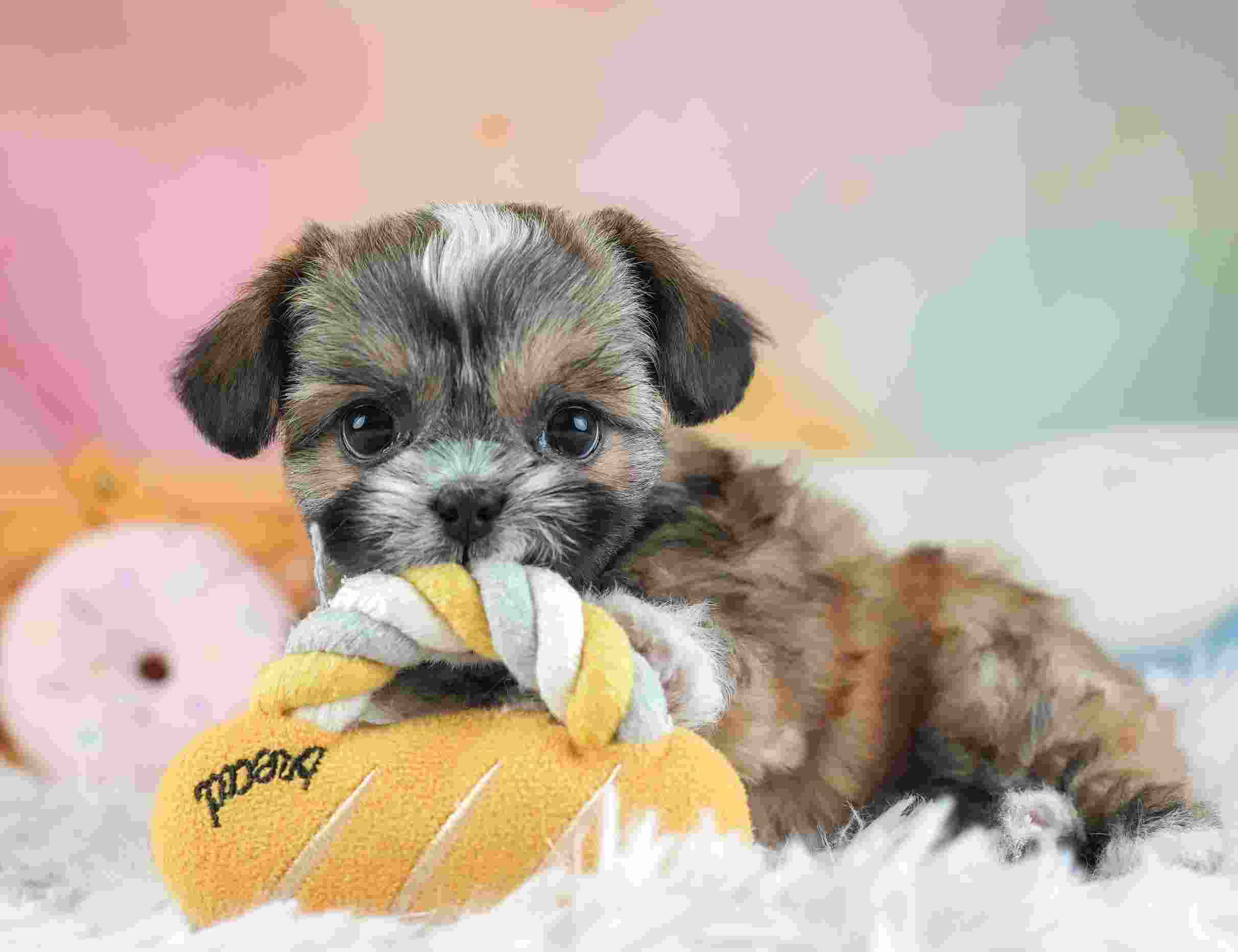 チーズー | 女の子 | ゴールド＆ホワイト | 2026年1月28日