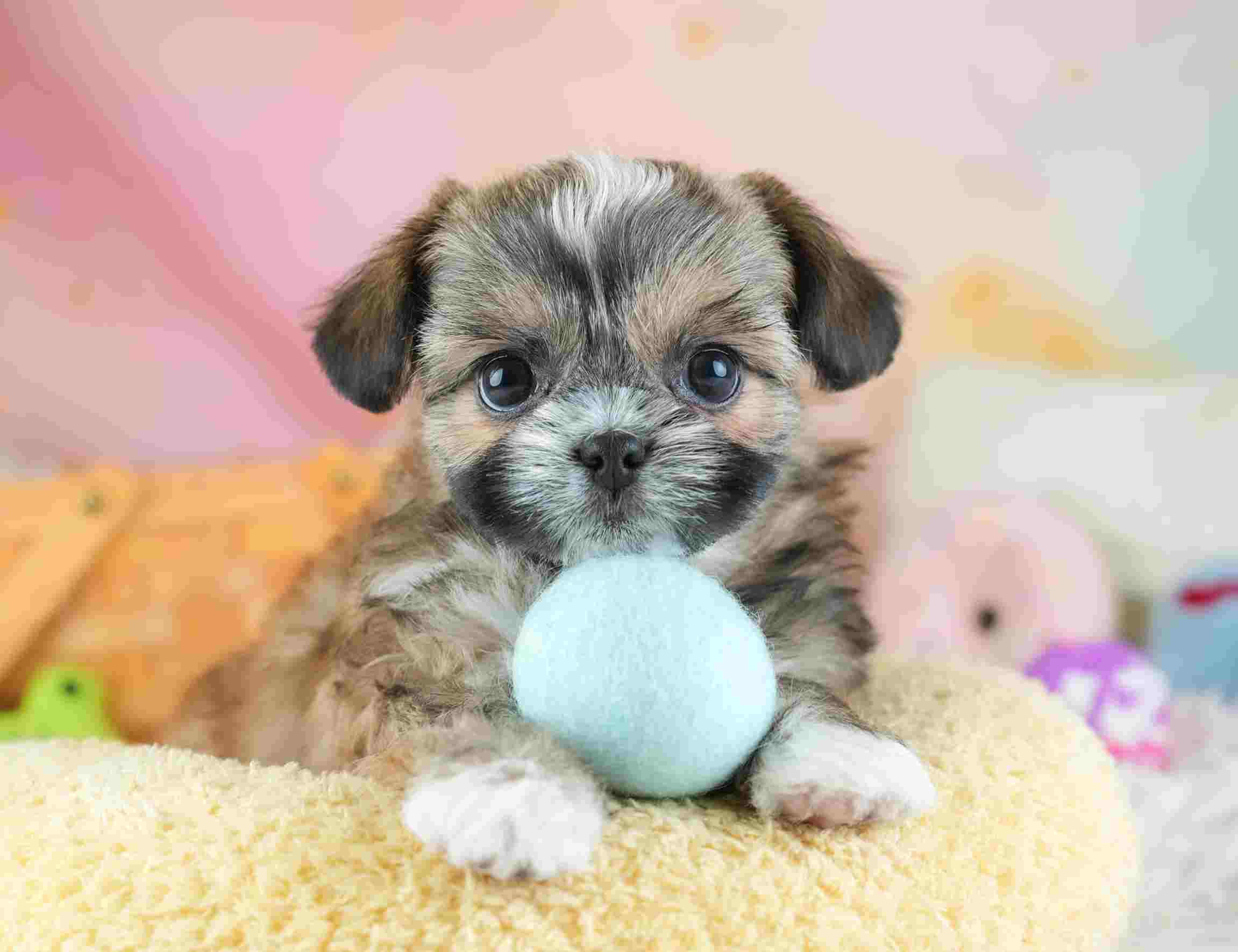 チーズー | 女の子 | ゴールド＆ホワイト | 2026年1月28日