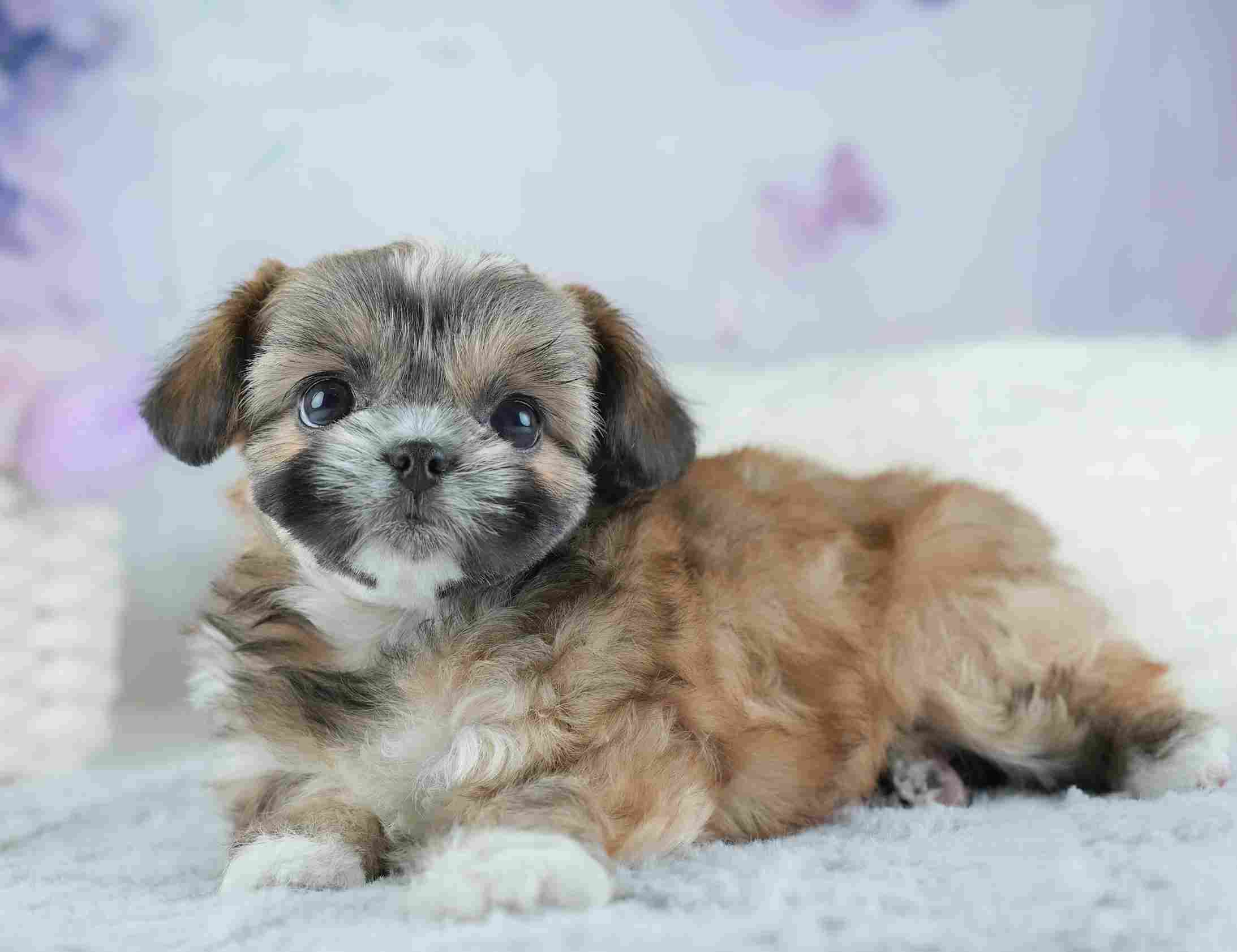 チーズー | 女の子 | ゴールド＆ホワイト | 2026年1月28日