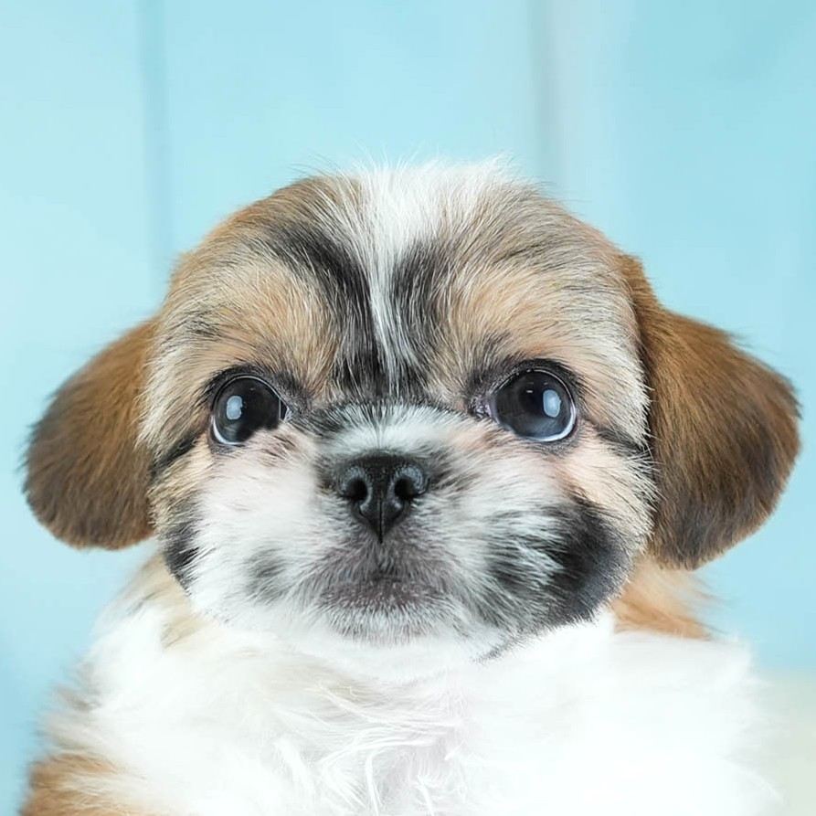 チーズー | 女の子 | ゴールド＆ホワイト | 2026年1月28日