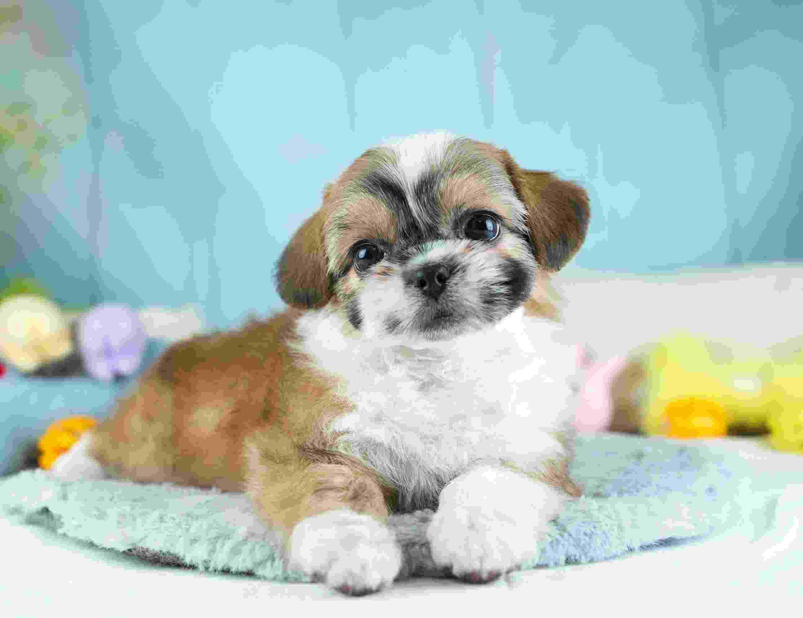 チーズー | 女の子 | ゴールド＆ホワイト | 2026年1月28日