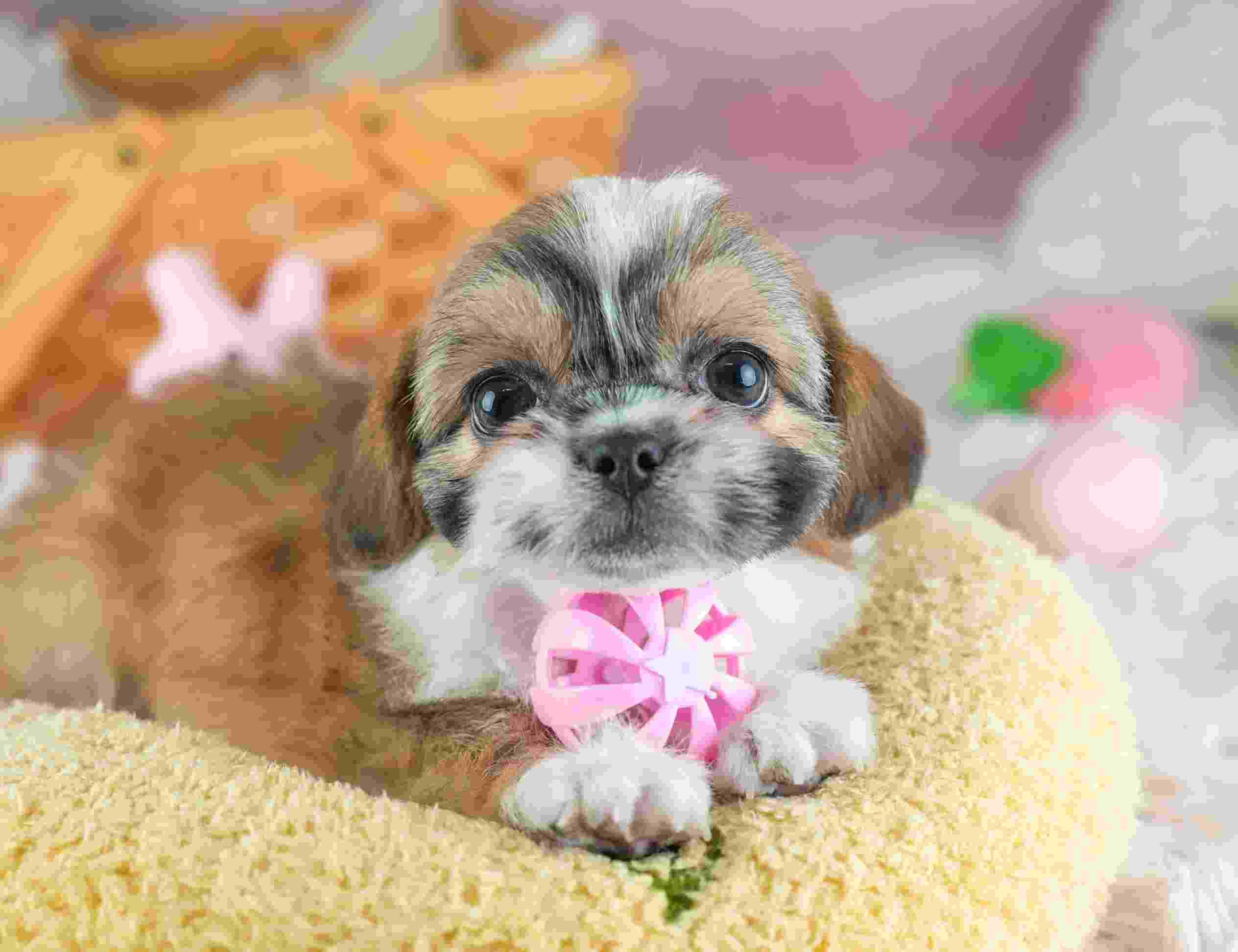 チーズー | 女の子 | ゴールド＆ホワイト | 2026年1月28日