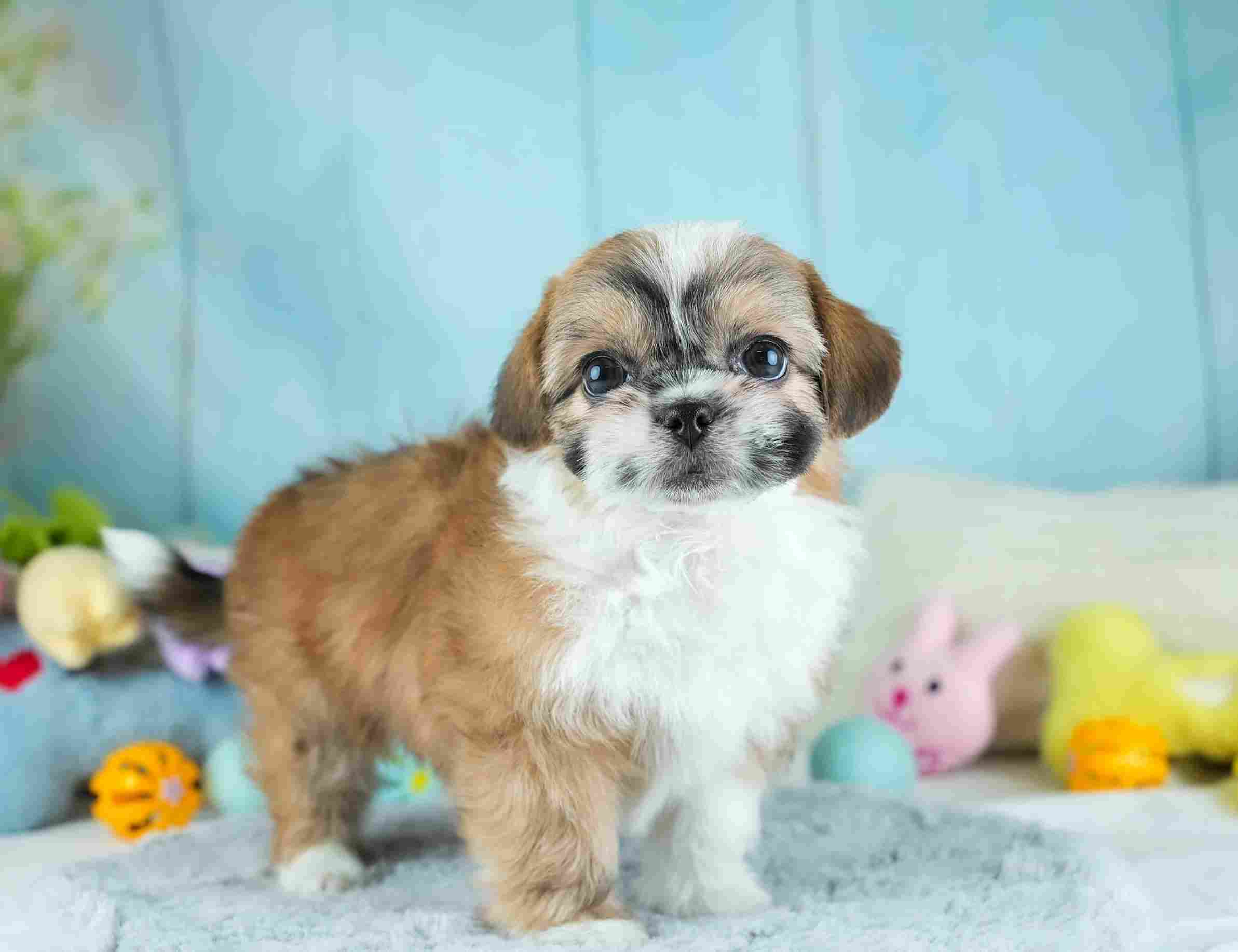 チーズー | 女の子 | ゴールド＆ホワイト | 2026年1月28日