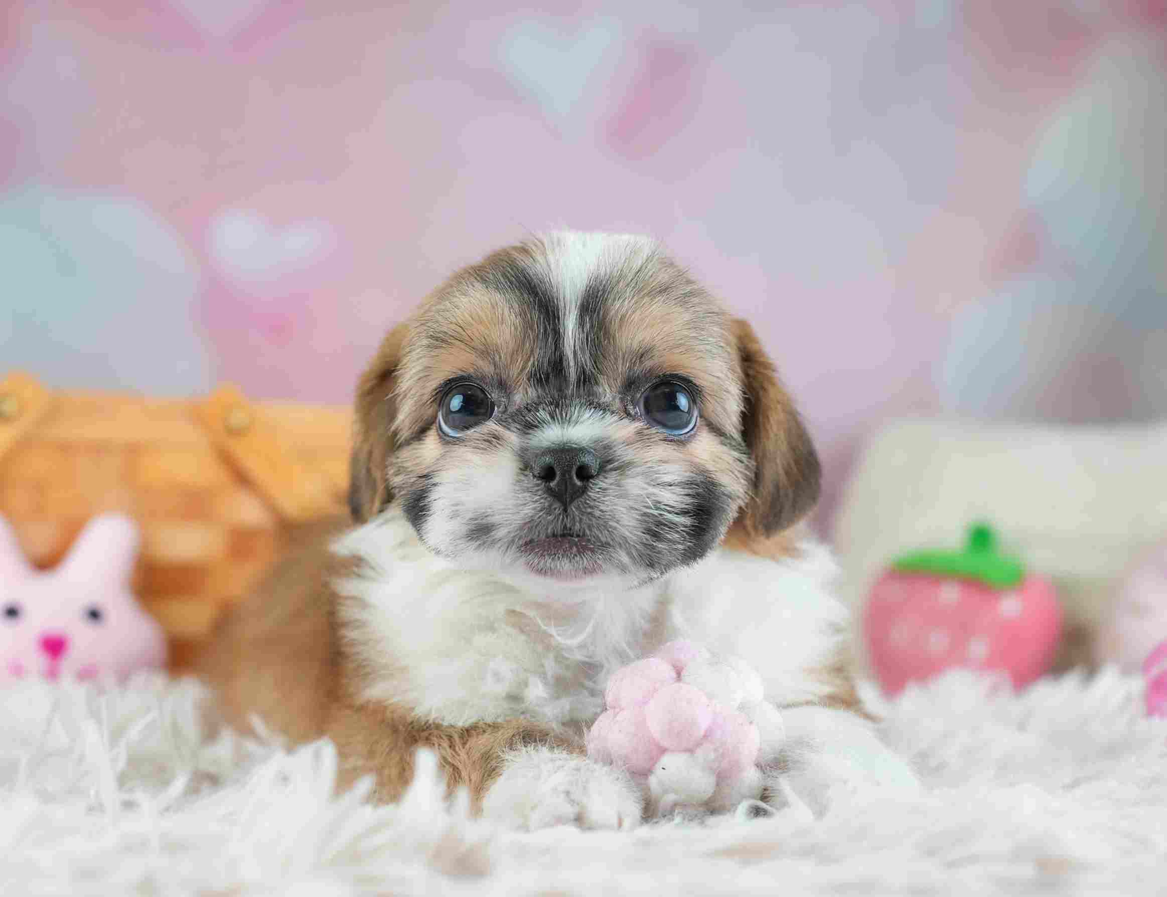 チーズー | 女の子 | ゴールド＆ホワイト | 2026年1月28日