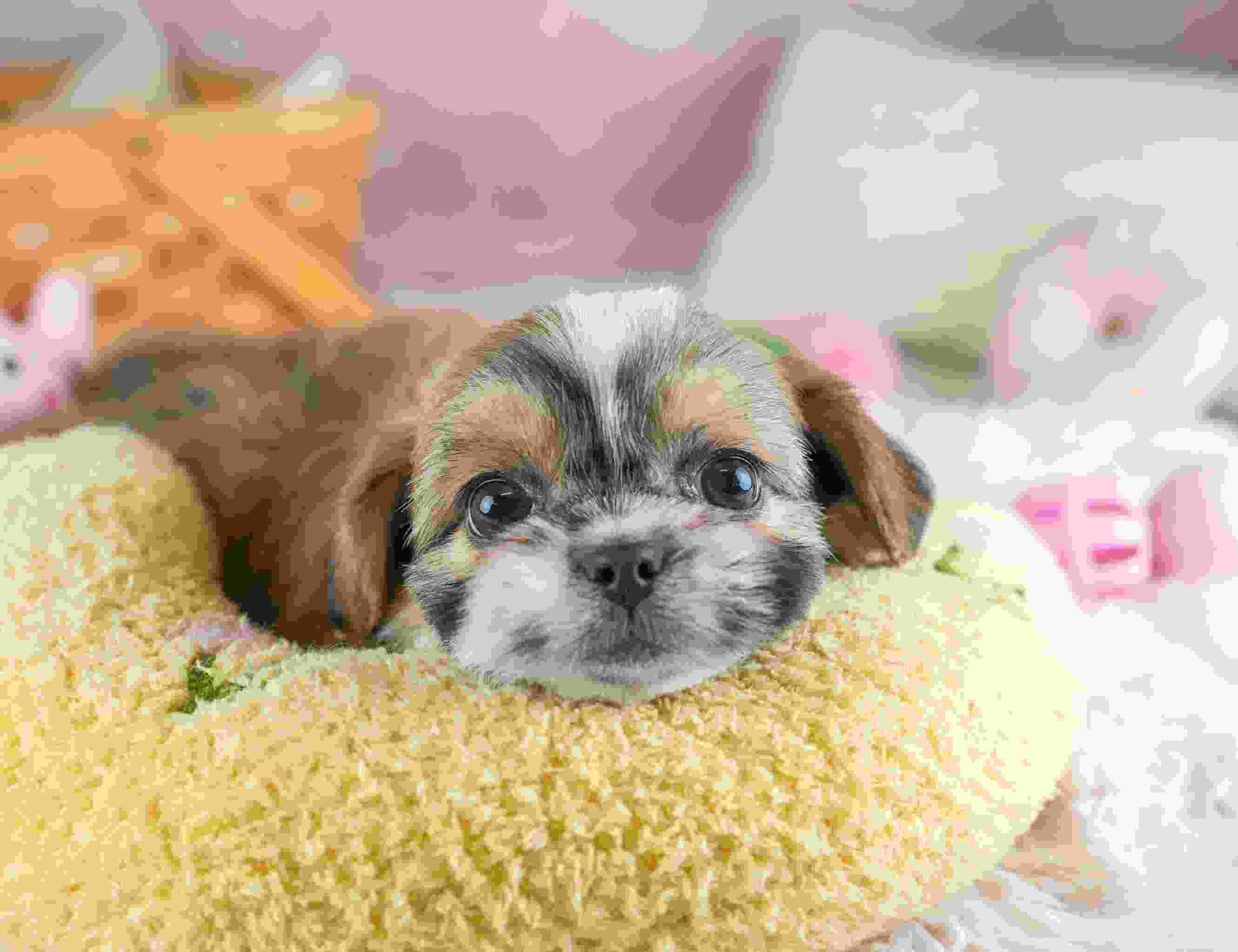 チーズー | 女の子 | ゴールド＆ホワイト | 2026年1月28日