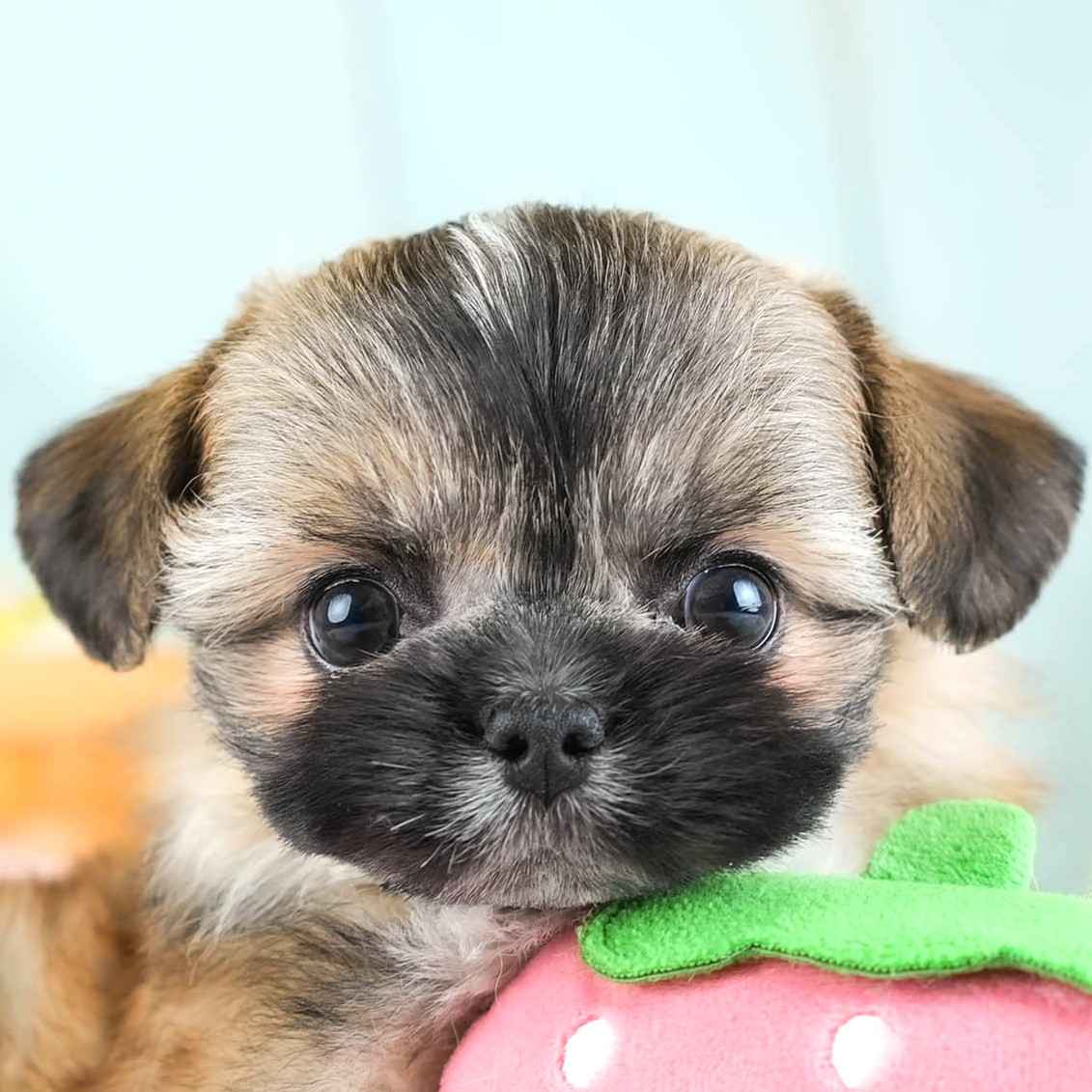 チーズー | 男の子 | ゴールド＆ホワイト | 2026年1月28日