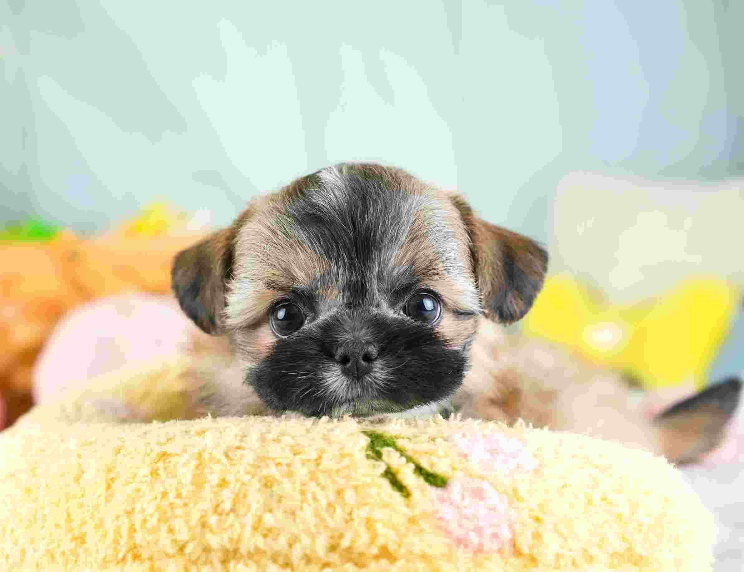 チーズー | 男の子 | ゴールド＆ホワイト | 2026年1月28日