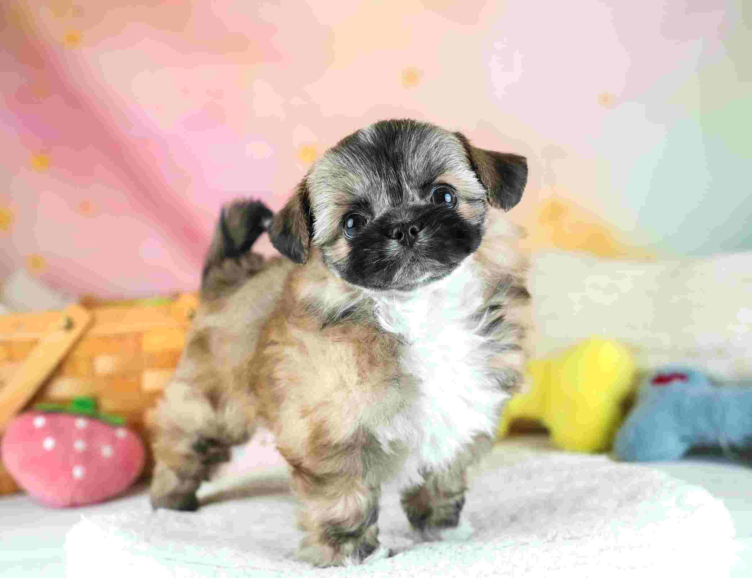 チーズー | 男の子 | ゴールド＆ホワイト | 2026年1月28日