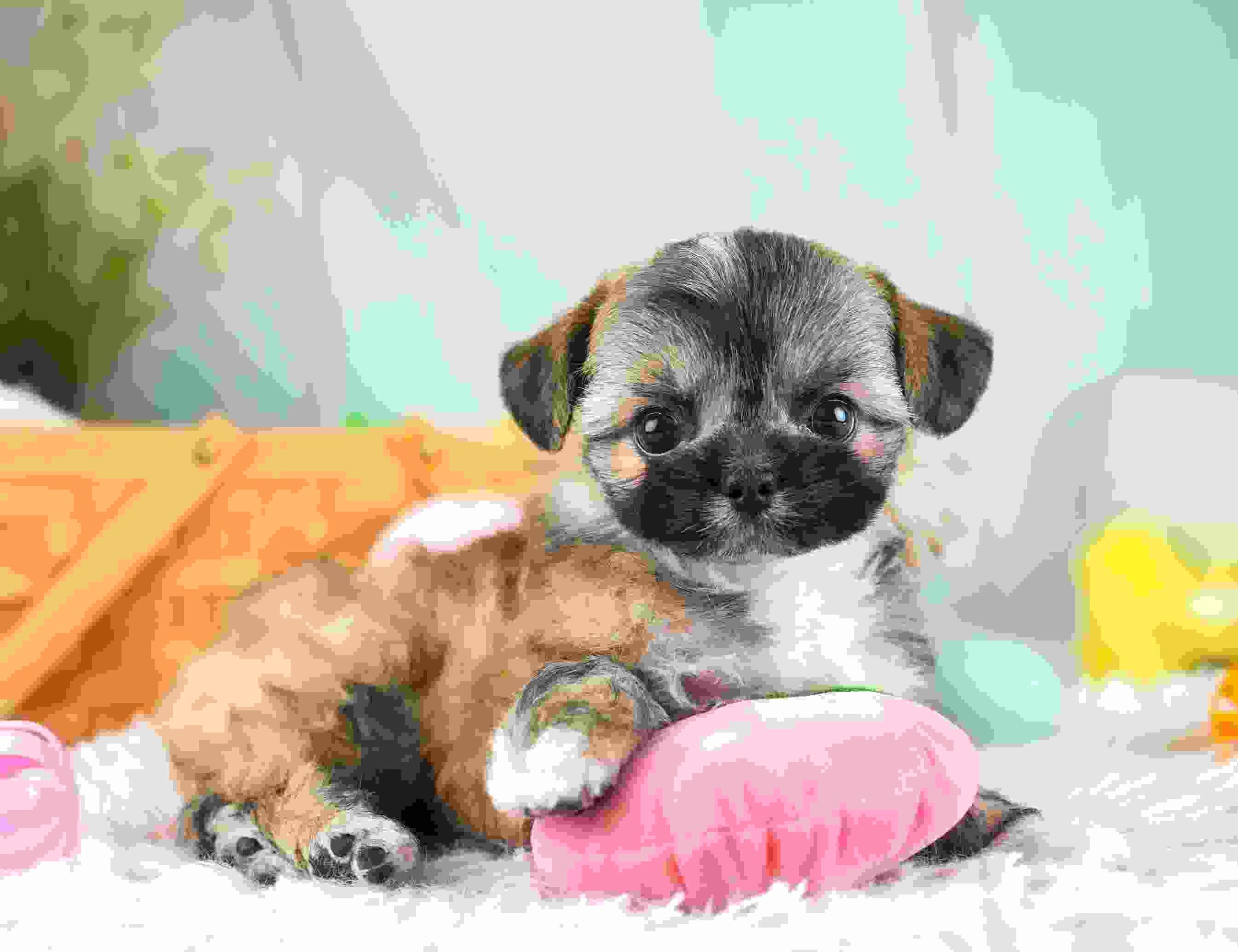 チーズー | 男の子 | ゴールド＆ホワイト | 2026年1月28日