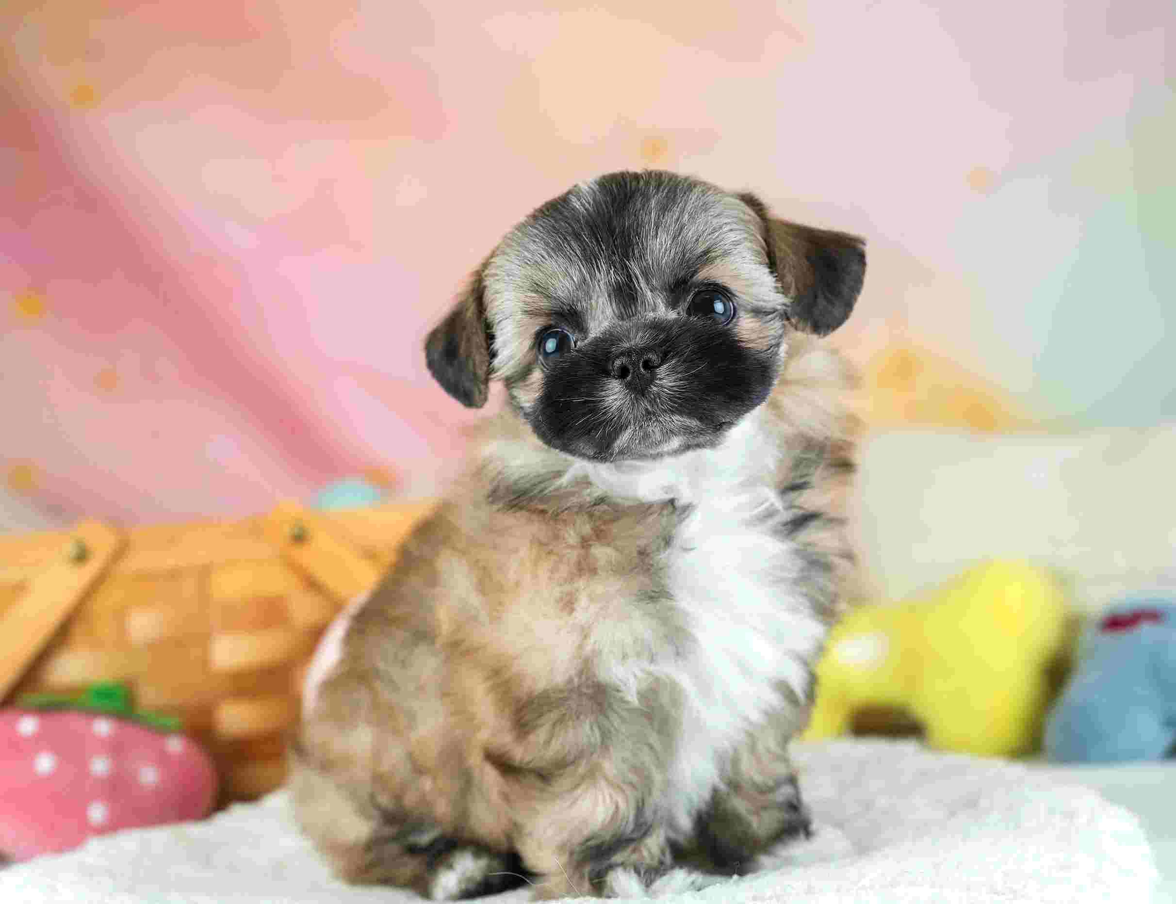 チーズー | 男の子 | ゴールド＆ホワイト | 2026年1月28日