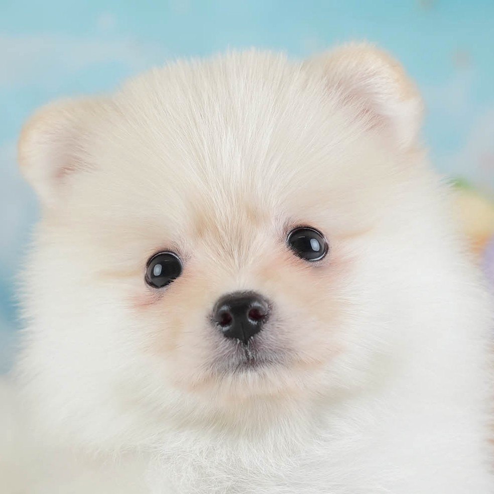 ポメラニアン | 男の子 | クリーム | 2026年1月28日