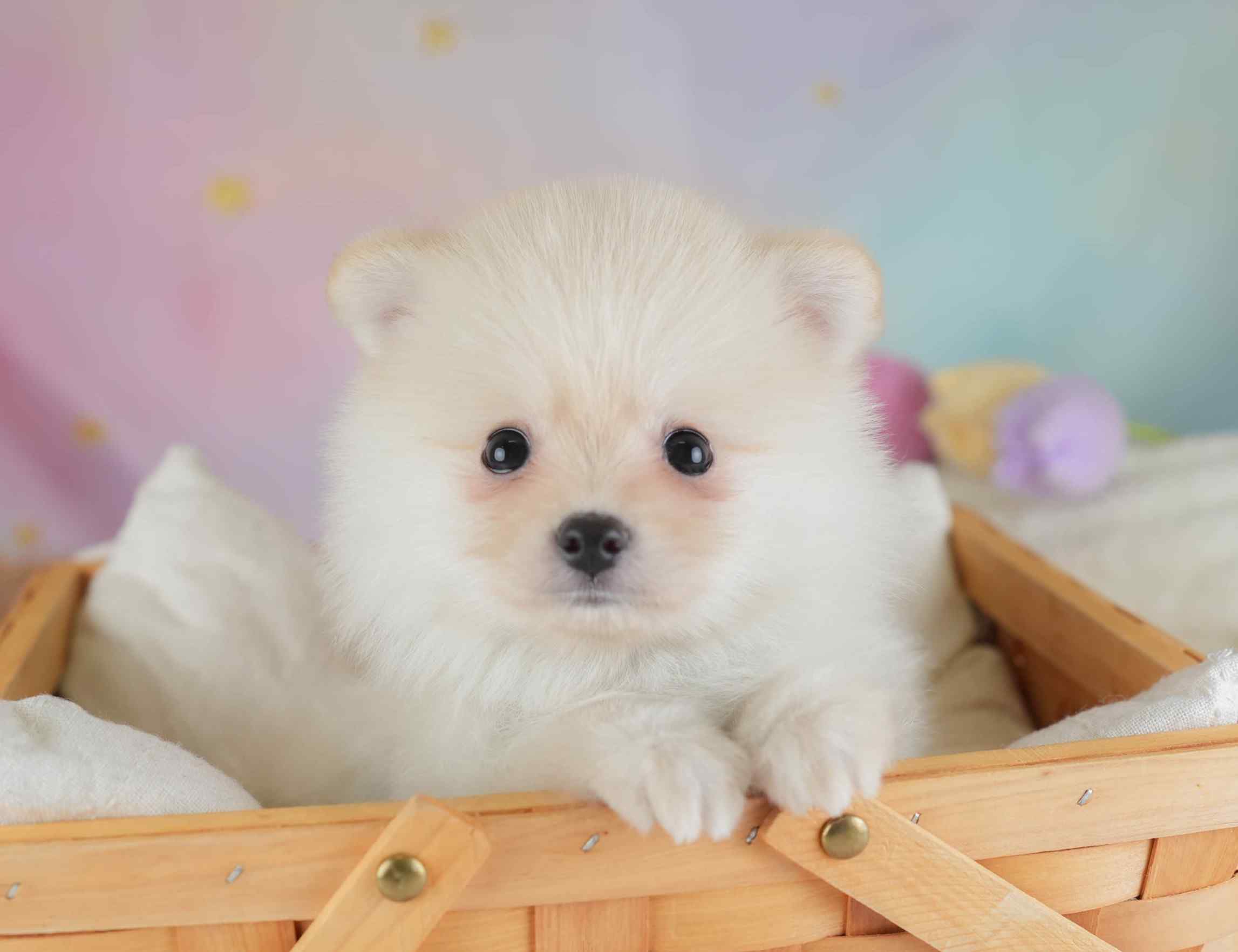 ポメラニアン | 男の子 | クリーム | 2026年1月28日