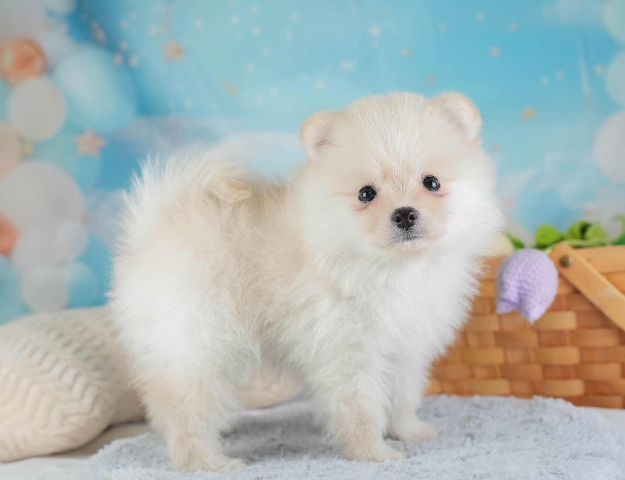 ポメラニアン | 男の子 | クリーム | 2026年1月28日