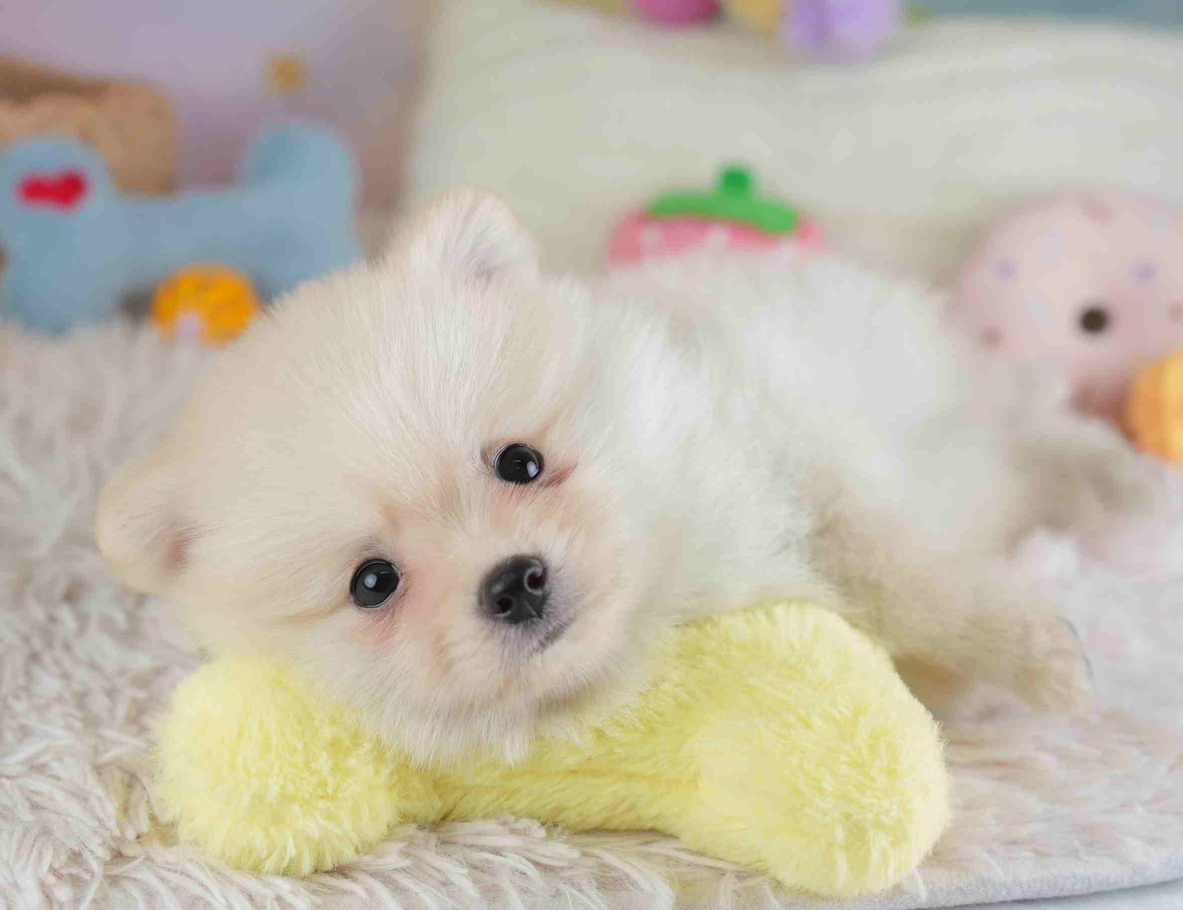 ポメラニアン | 男の子 | クリーム | 2026年1月28日