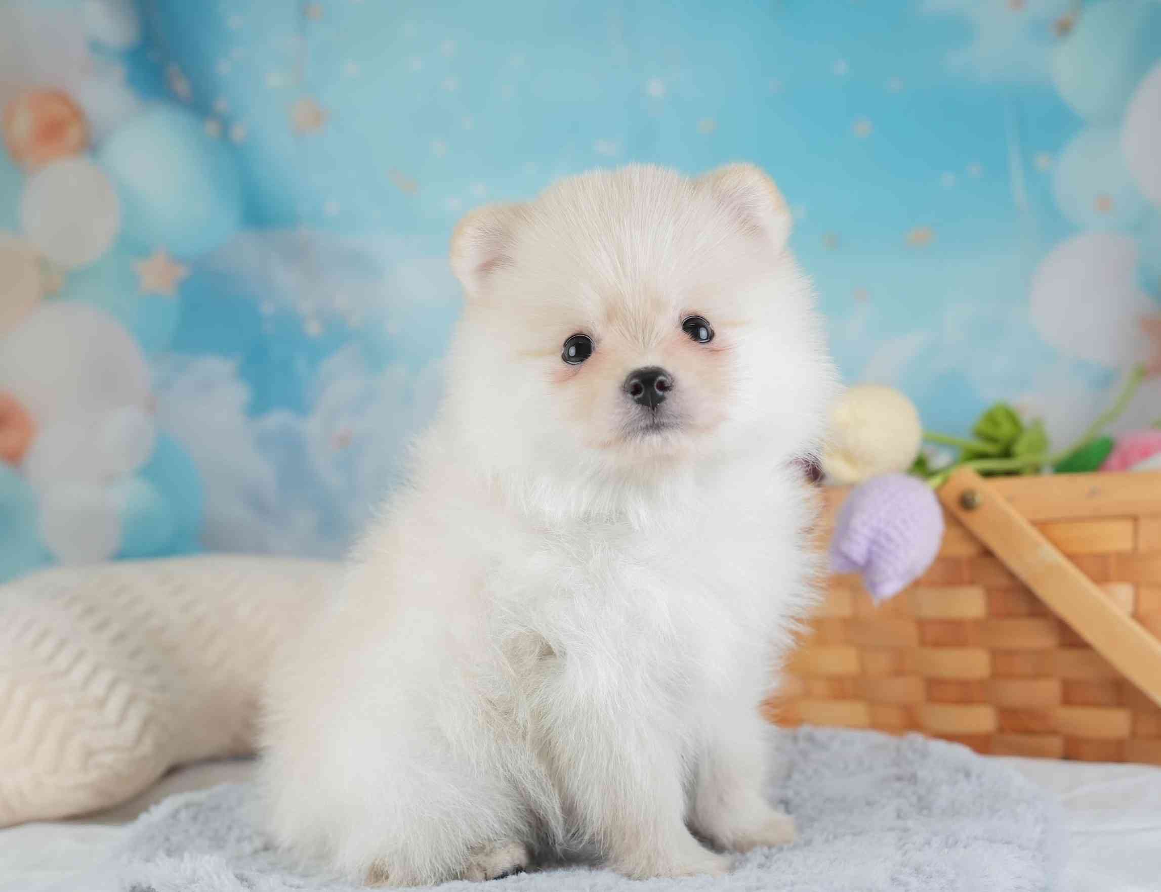 ポメラニアン | 男の子 | クリーム | 2026年1月28日