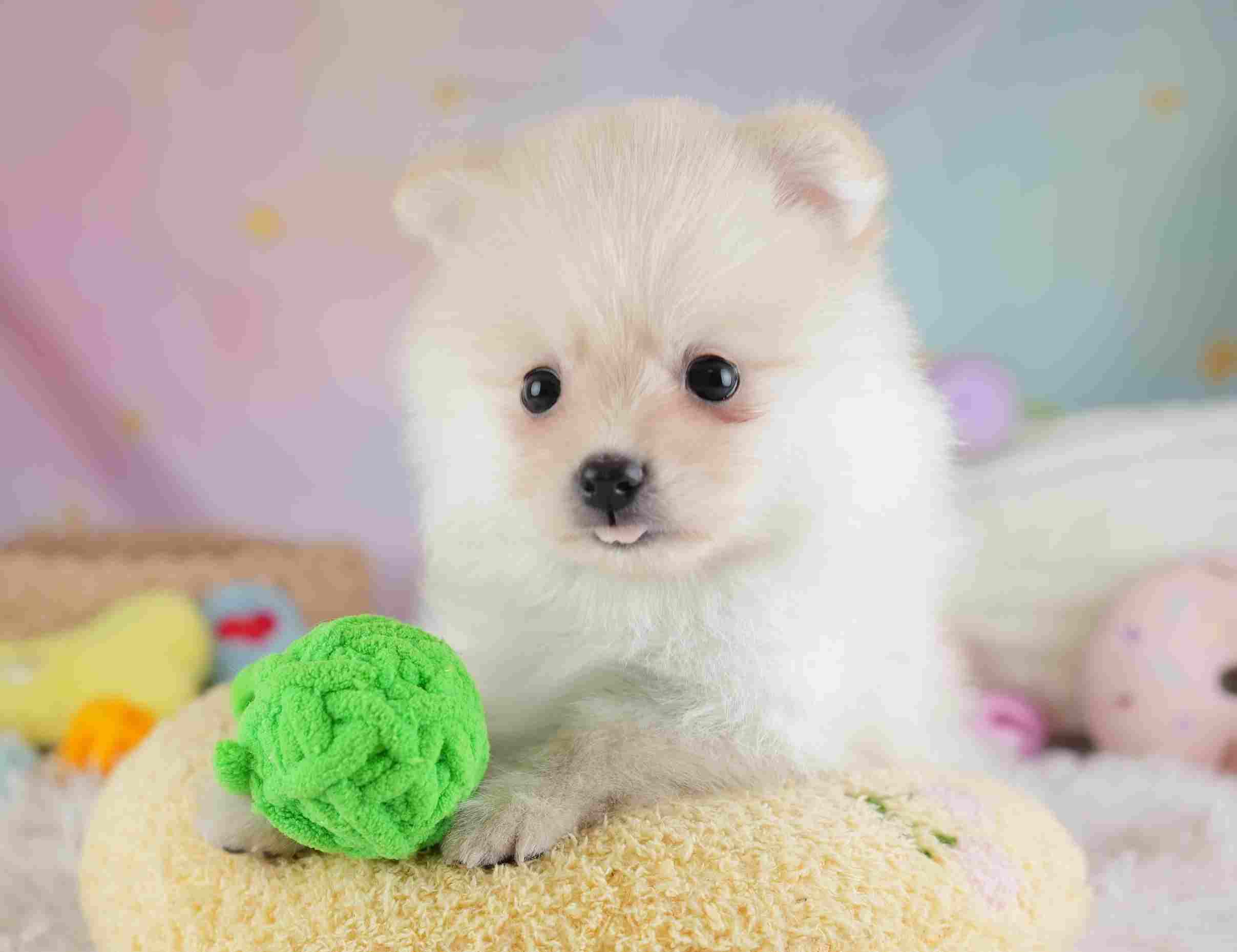 ポメラニアン | 男の子 | クリーム | 2026年1月28日