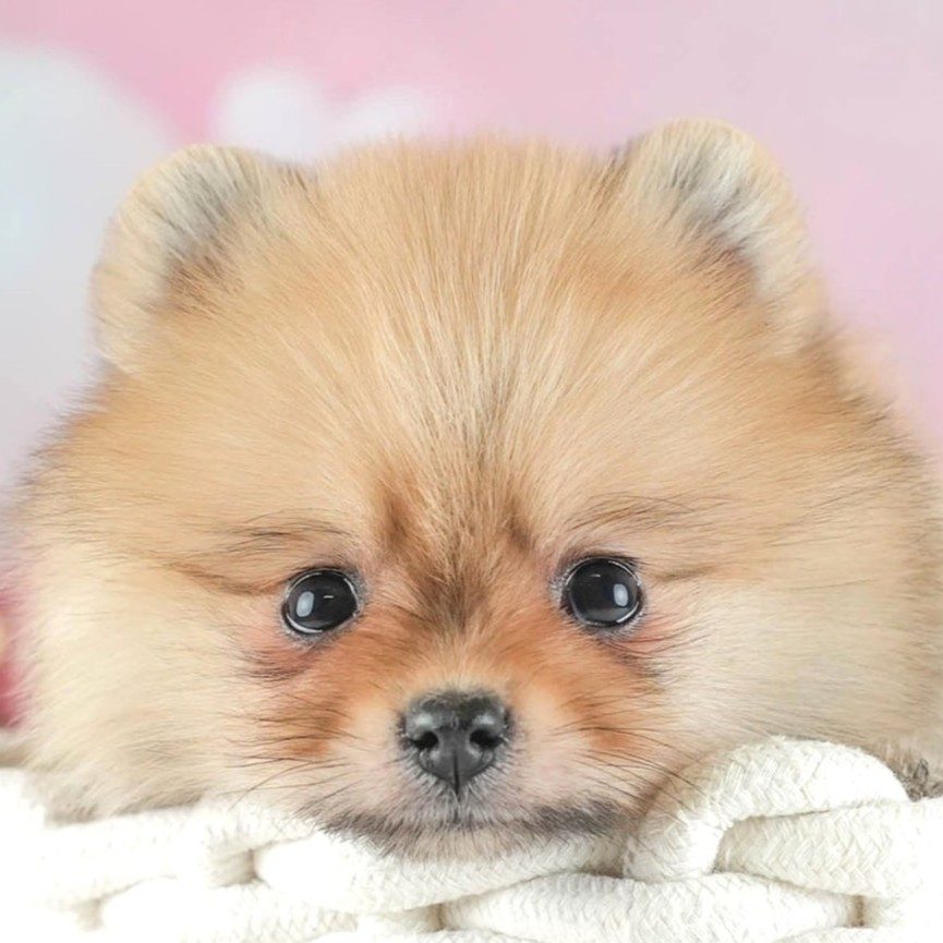 ポメラニアン | 女の子 | オレンジ | 2026年1月28日