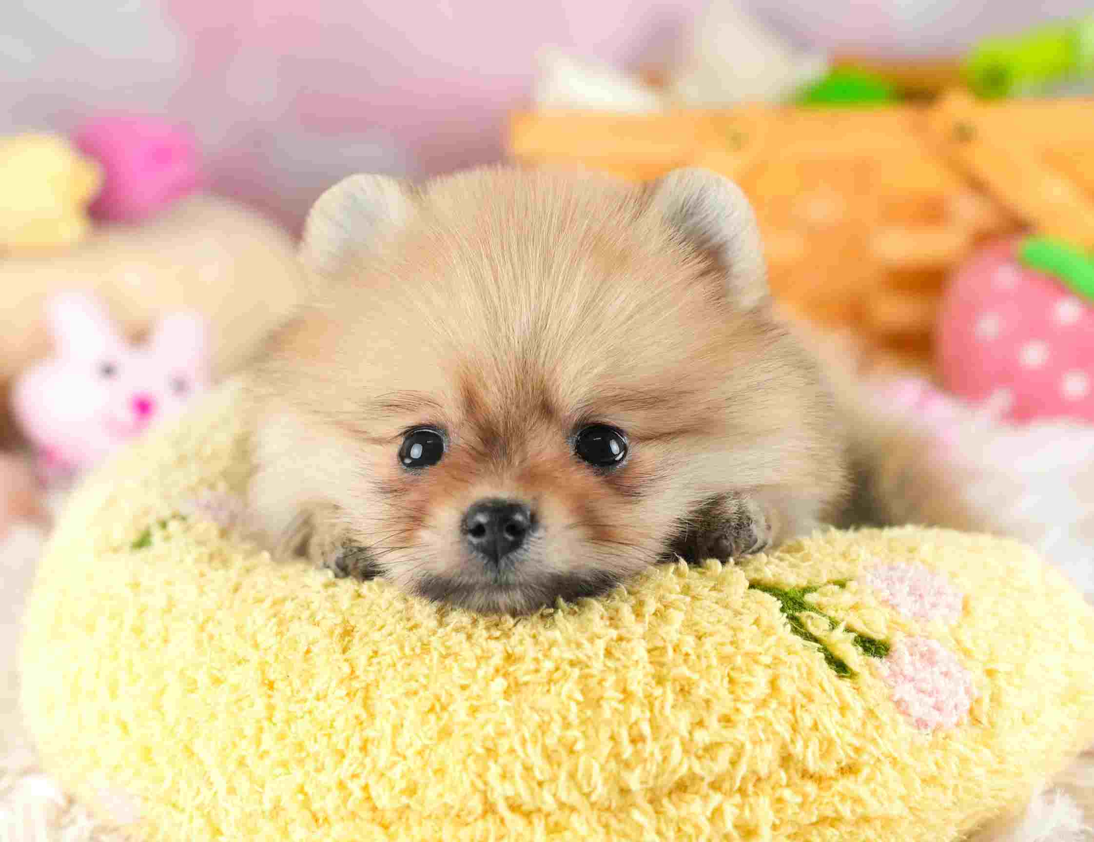 ポメラニアン | 女の子 | オレンジ | 2026年1月28日