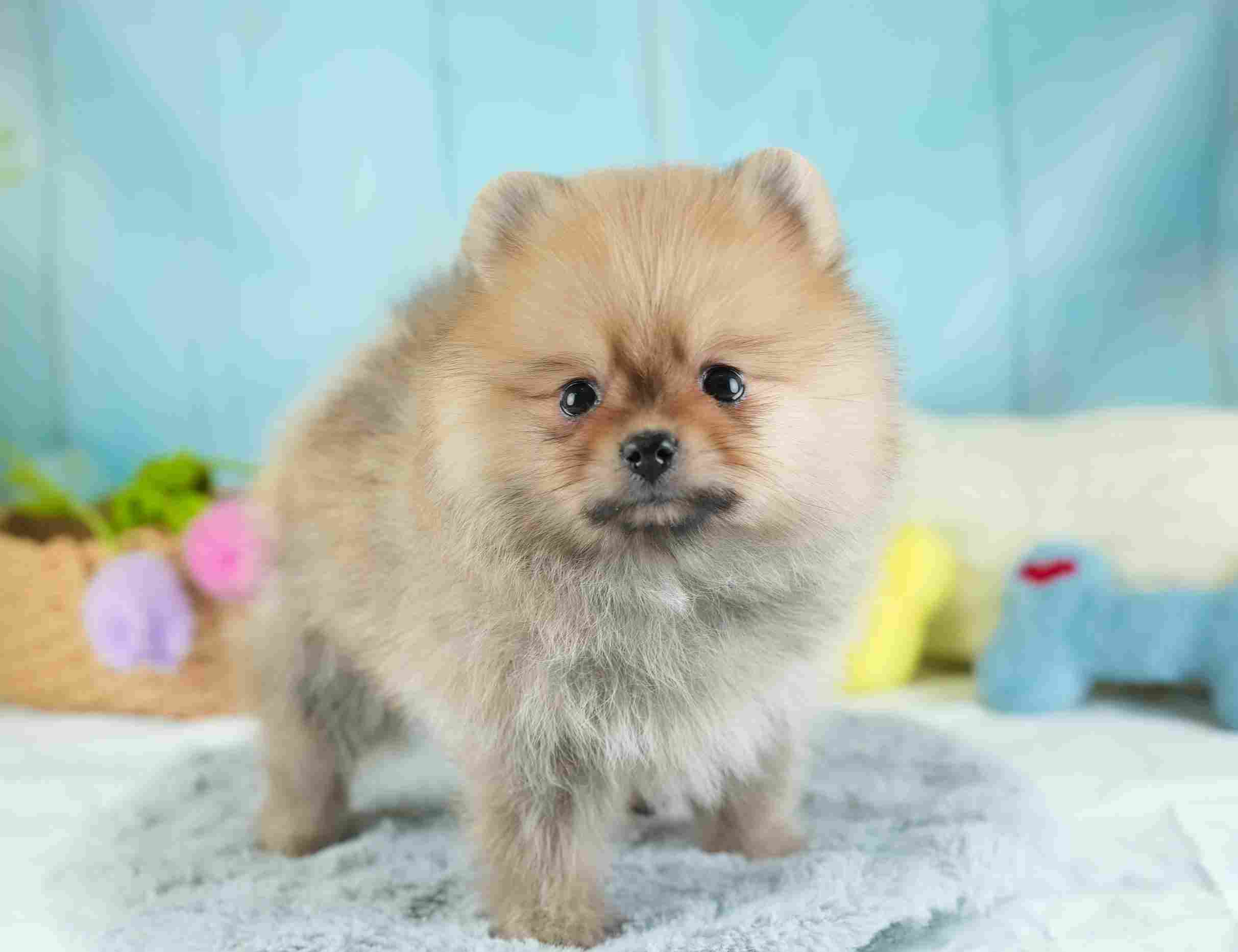 ポメラニアン | 女の子 | オレンジ | 2026年1月28日