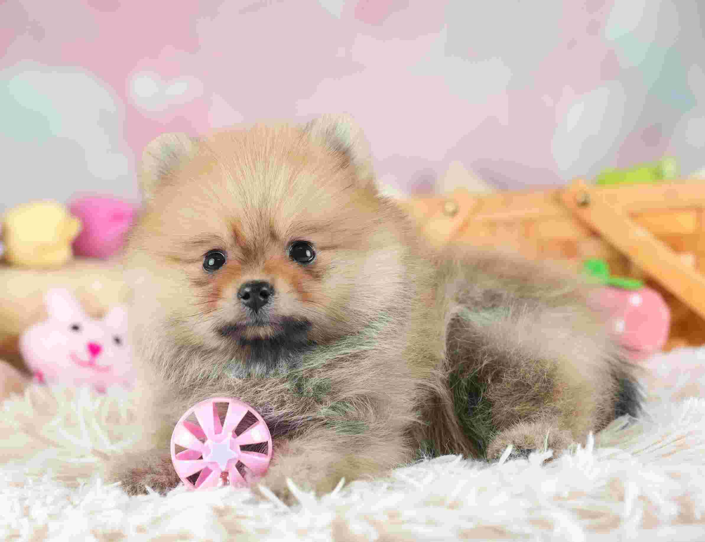 ポメラニアン | 女の子 | オレンジ | 2026年1月28日