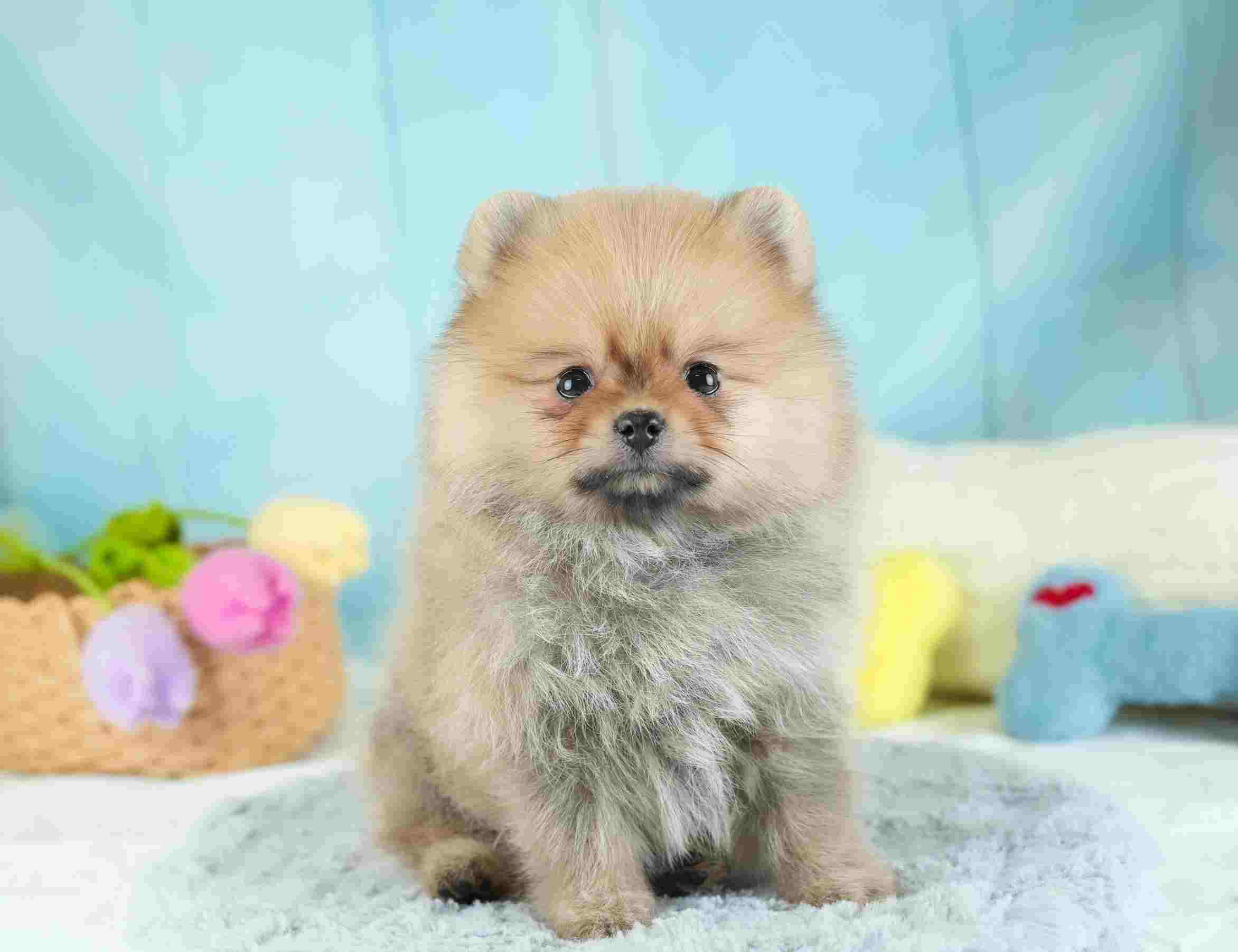 ポメラニアン | 女の子 | オレンジ | 2026年1月28日