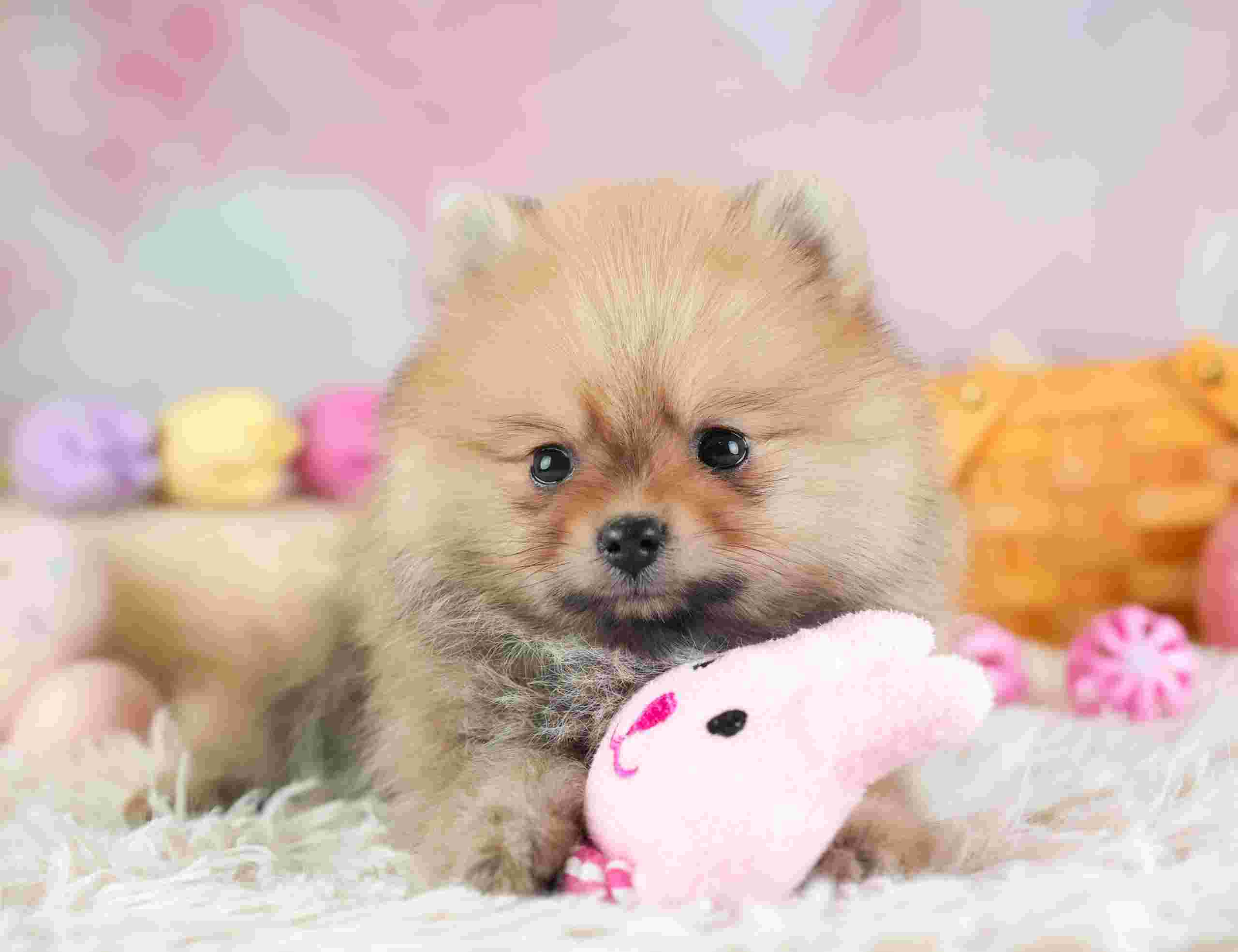 ポメラニアン | 女の子 | オレンジ | 2026年1月28日