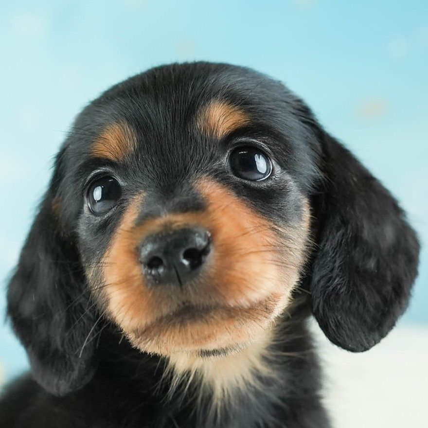 ミニチュア・ダックスフンド(ロング) | 男の子 | ブラック＆タン | 2026年1月28日