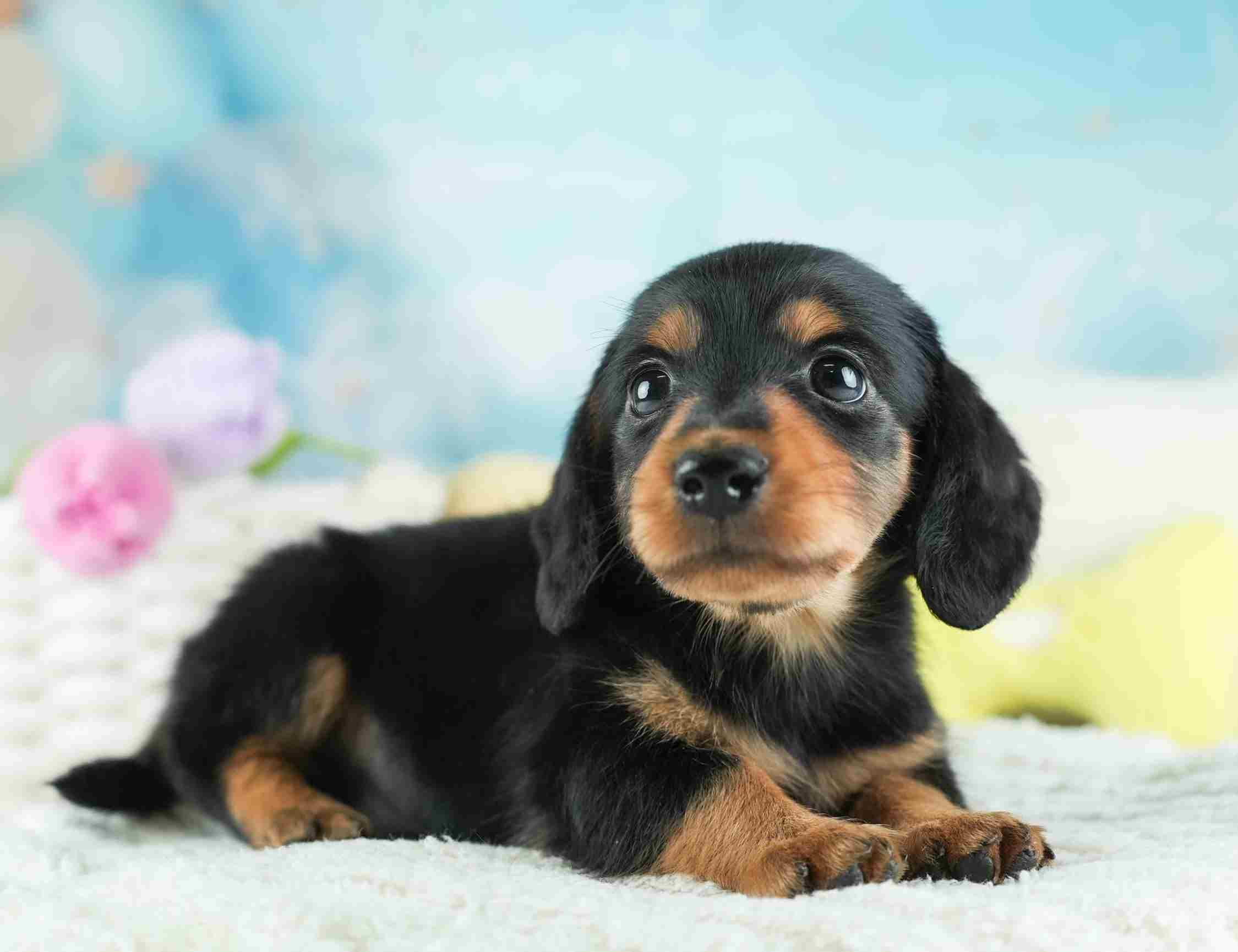 ミニチュア・ダックスフンド(ロング) | 男の子 | ブラック＆タン | 2026年1月28日（ID:dog-30002939）