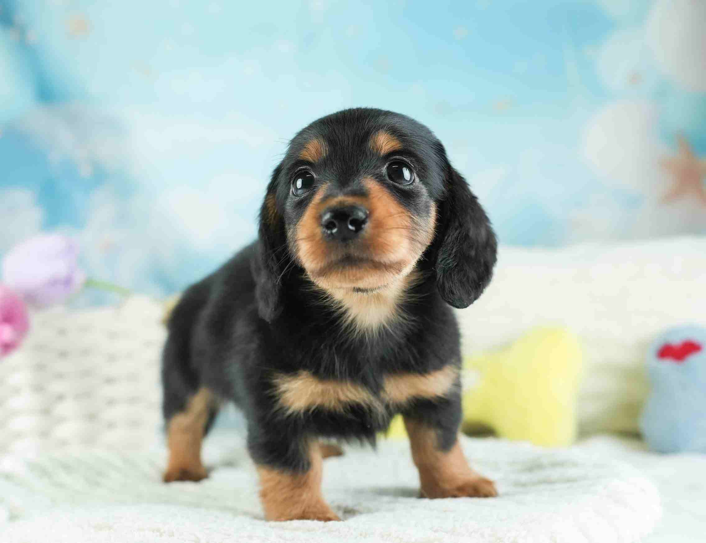 ミニチュア・ダックスフンド(ロング) | 男の子 | ブラック＆タン | 2026年1月28日（ID:dog-30002939）