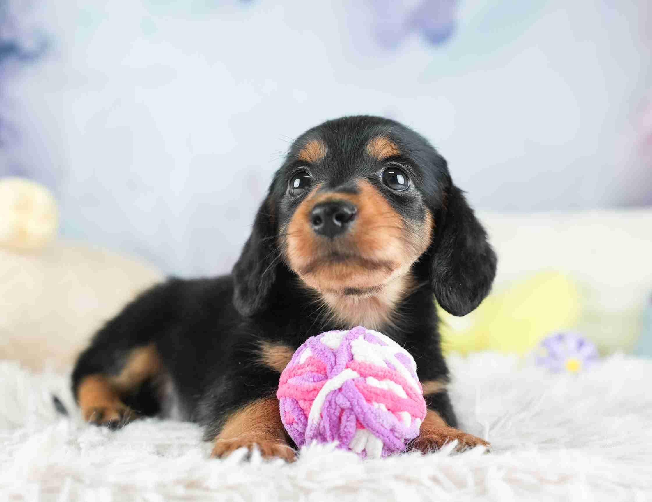 ミニチュア・ダックスフンド(ロング) | 男の子 | ブラック＆タン | 2026年1月28日（ID:dog-30002939）