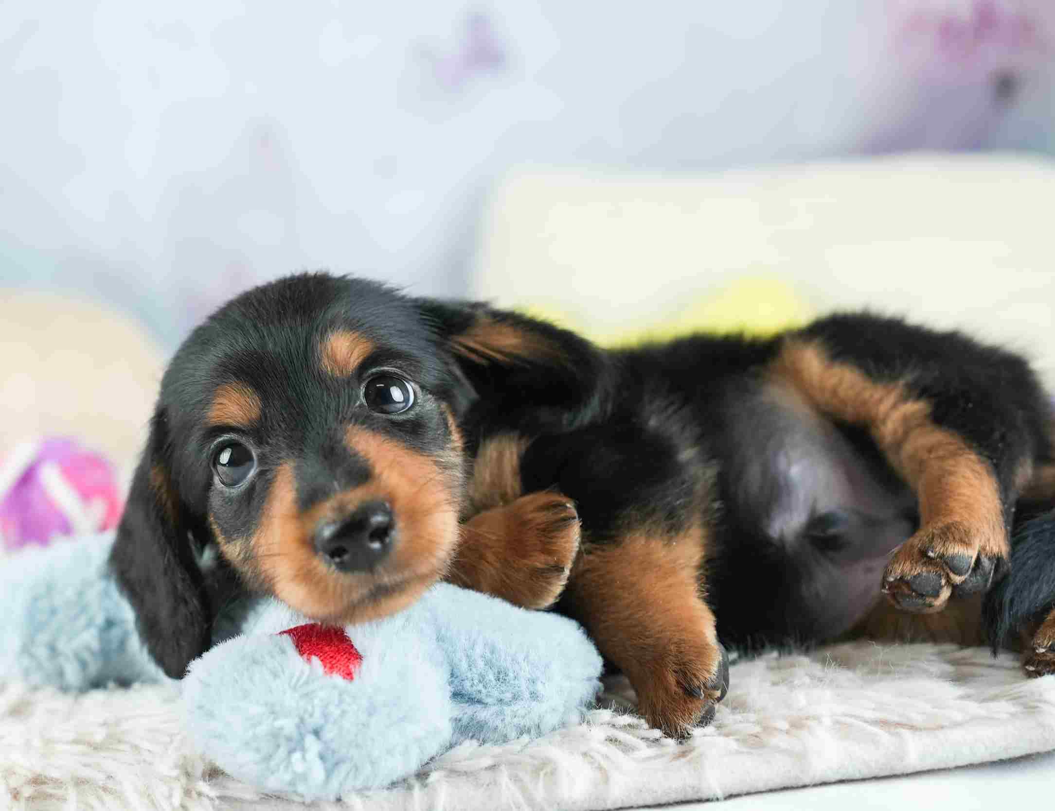 ミニチュア・ダックスフンド(ロング) | 男の子 | ブラック＆タン | 2026年1月28日（ID:dog-30002939）