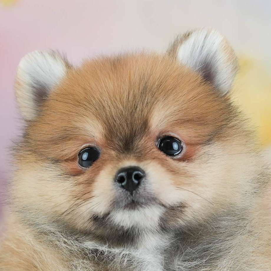 ポメラニアン | 女の子 | オレンジ | 2026年1月29日