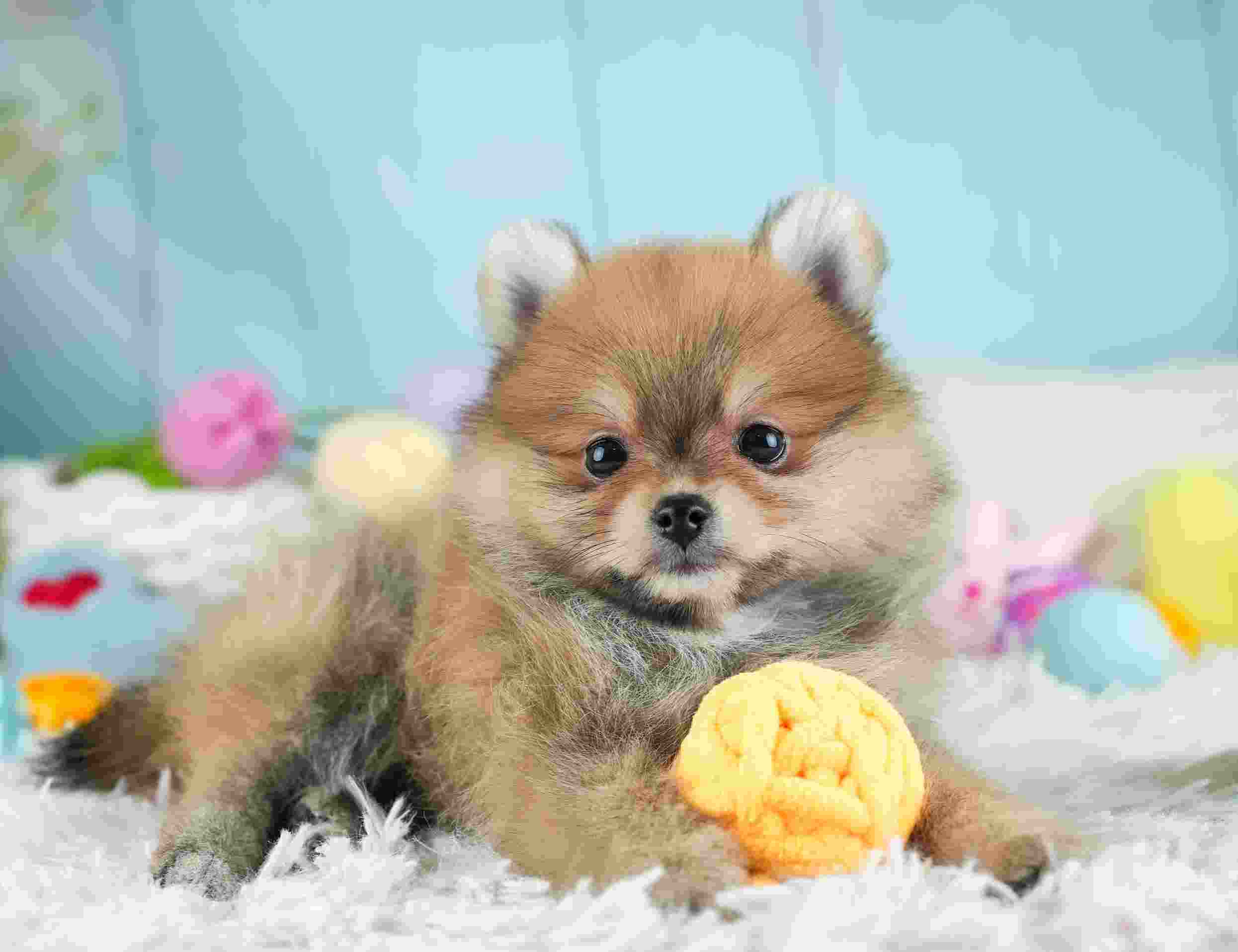 ポメラニアン | 女の子 | オレンジ | 2026年1月29日