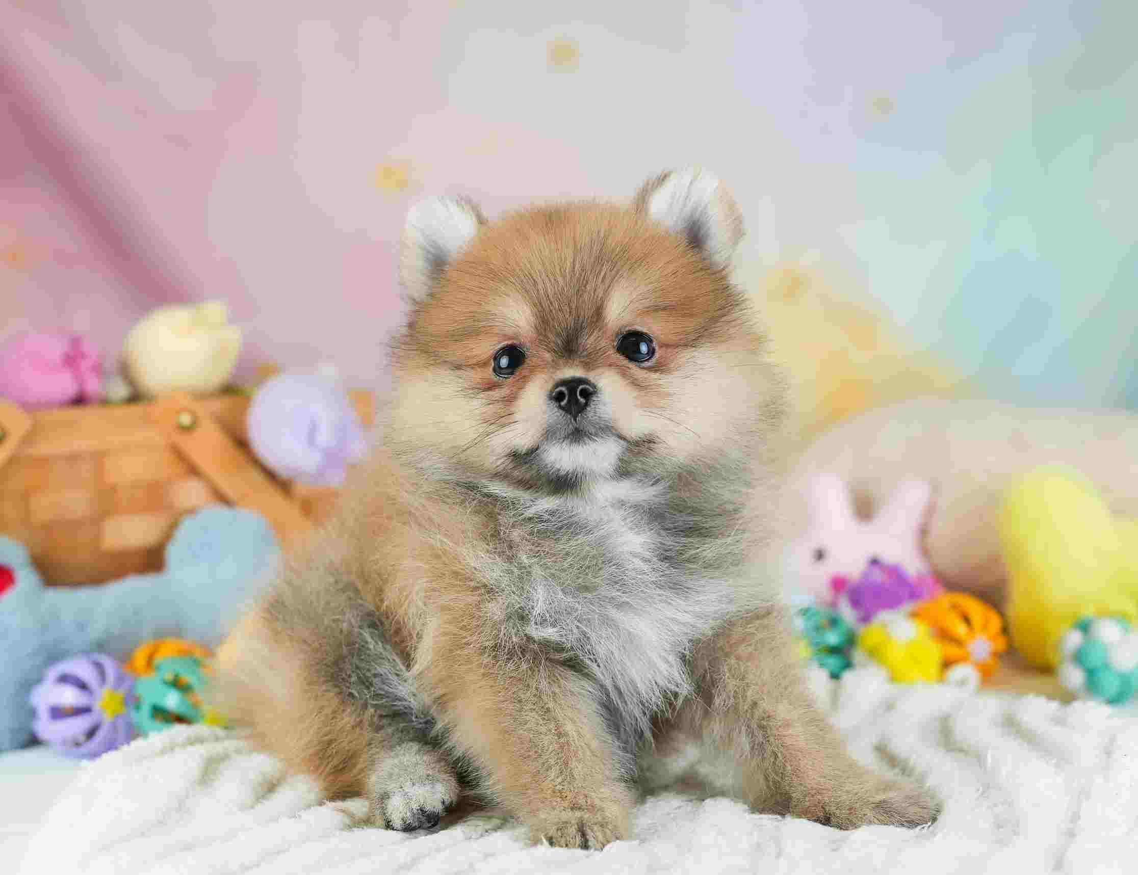 ポメラニアン | 女の子 | オレンジ | 2026年1月29日