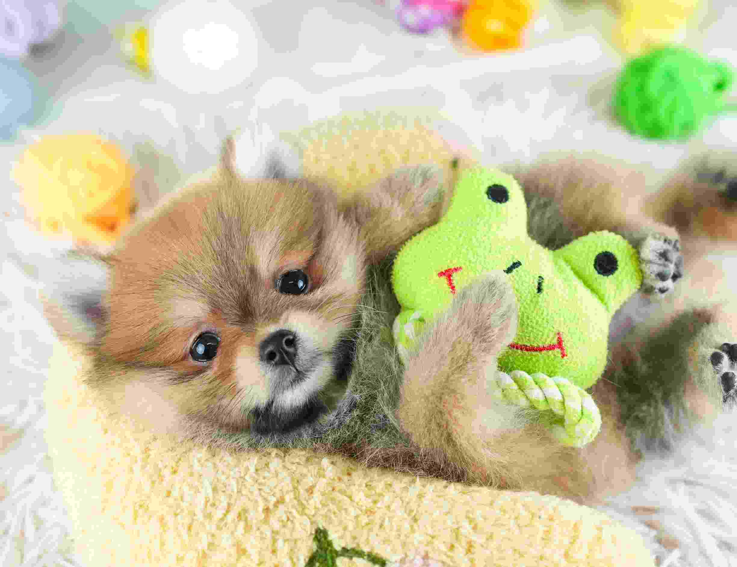 ポメラニアン | 女の子 | オレンジ | 2026年1月29日