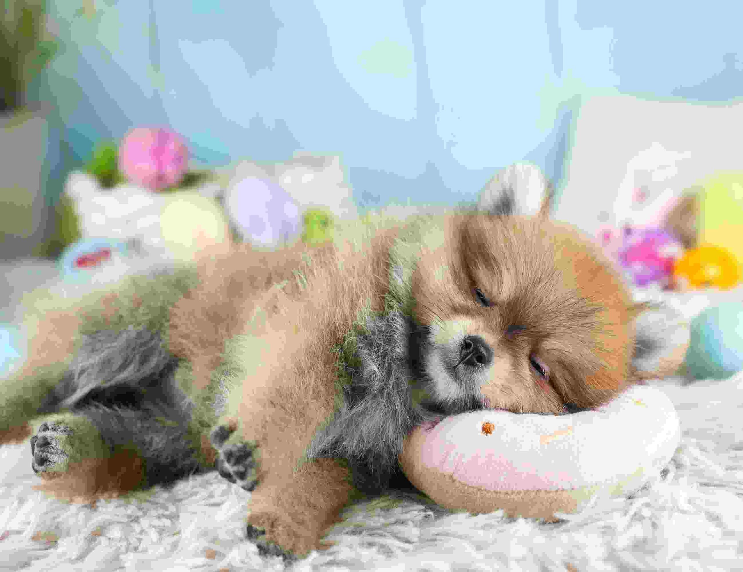 ポメラニアン | 女の子 | オレンジ | 2026年1月29日