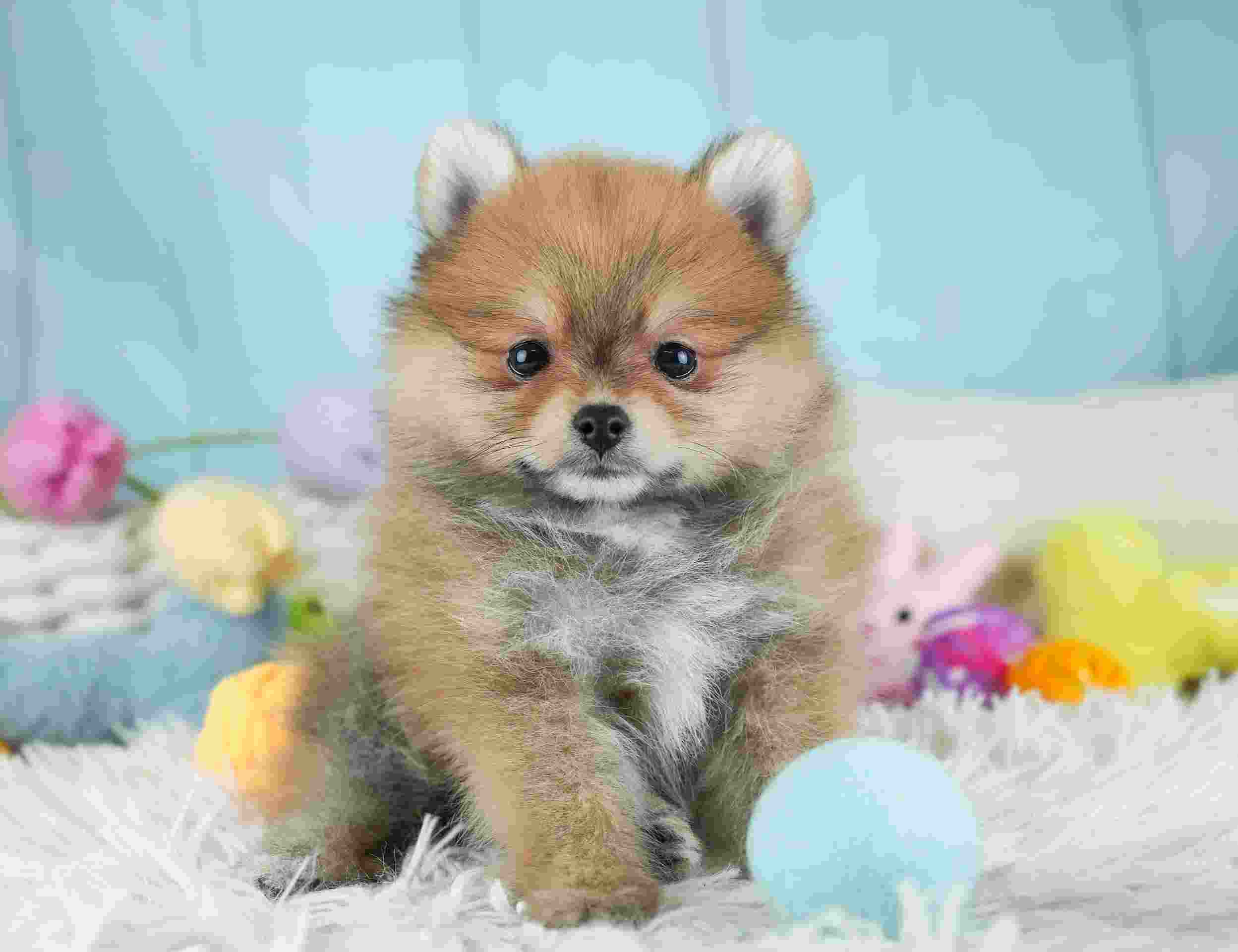 ポメラニアン | 女の子 | オレンジ | 2026年1月29日