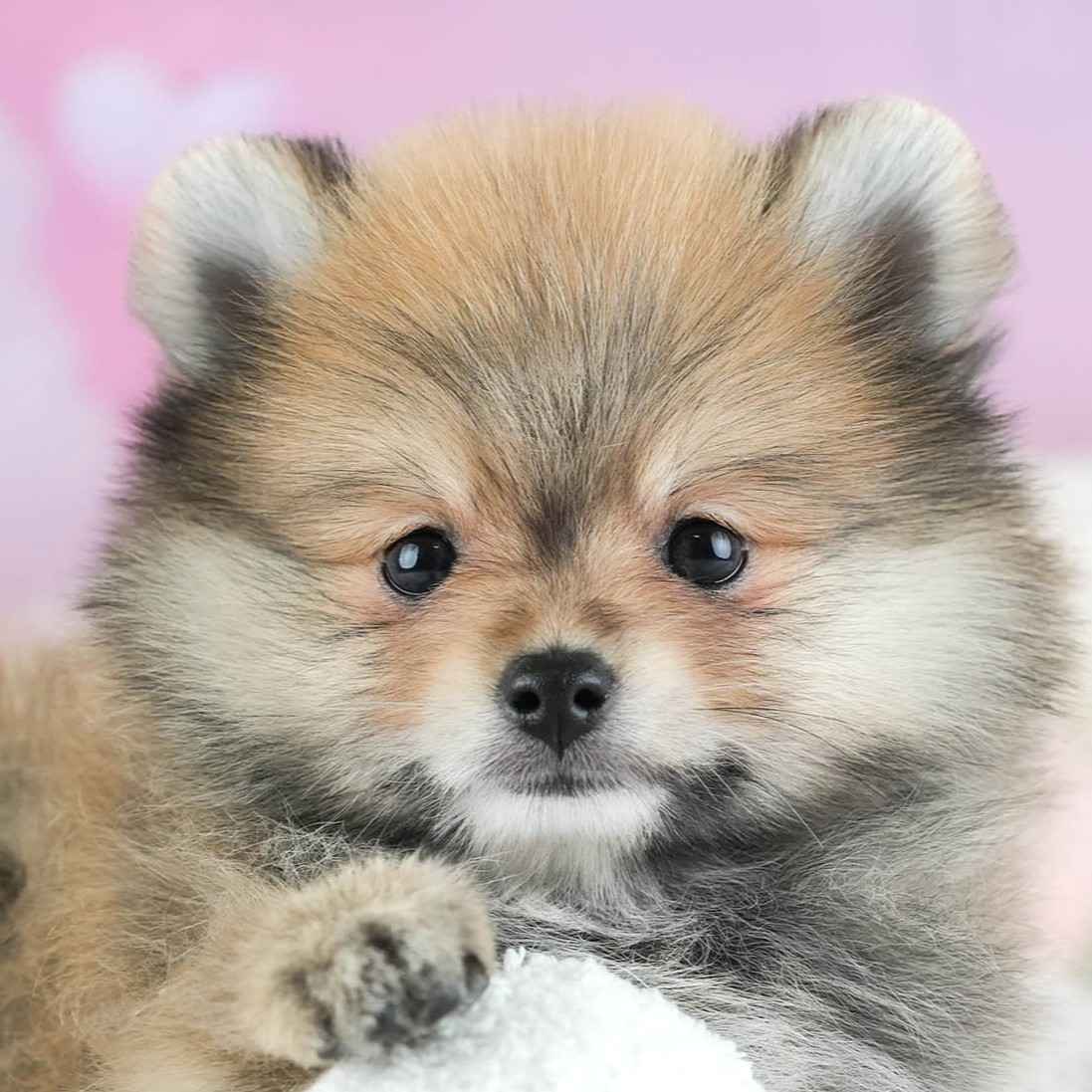 ポメラニアン | 男の子 | オレンジ | 2026年1月29日