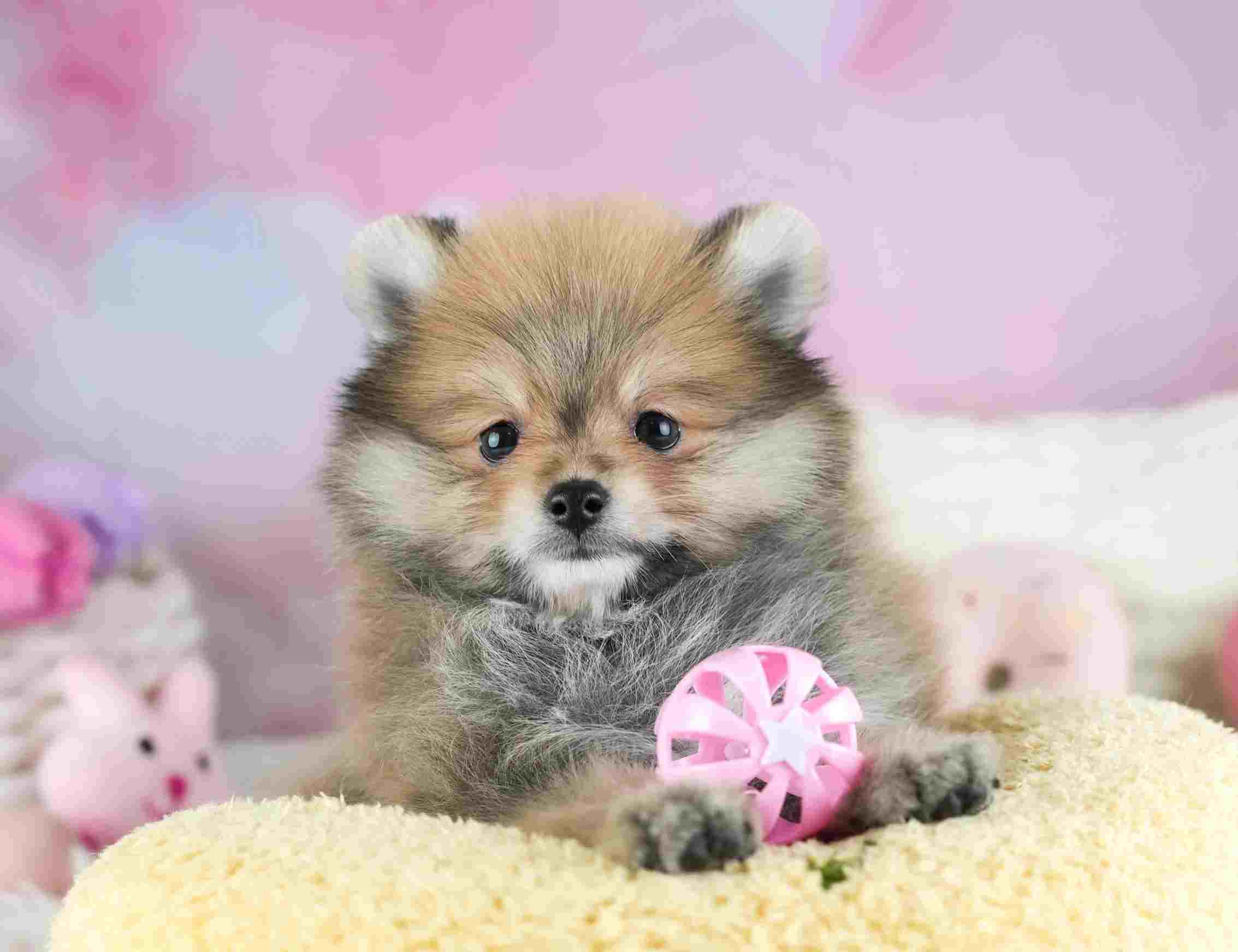 ポメラニアン | 男の子 | オレンジ | 2026年1月29日