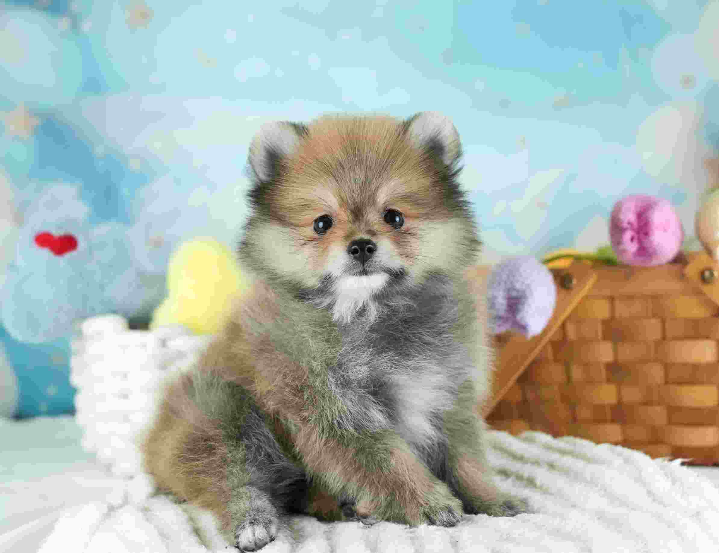 ポメラニアン | 男の子 | オレンジ | 2026年1月29日