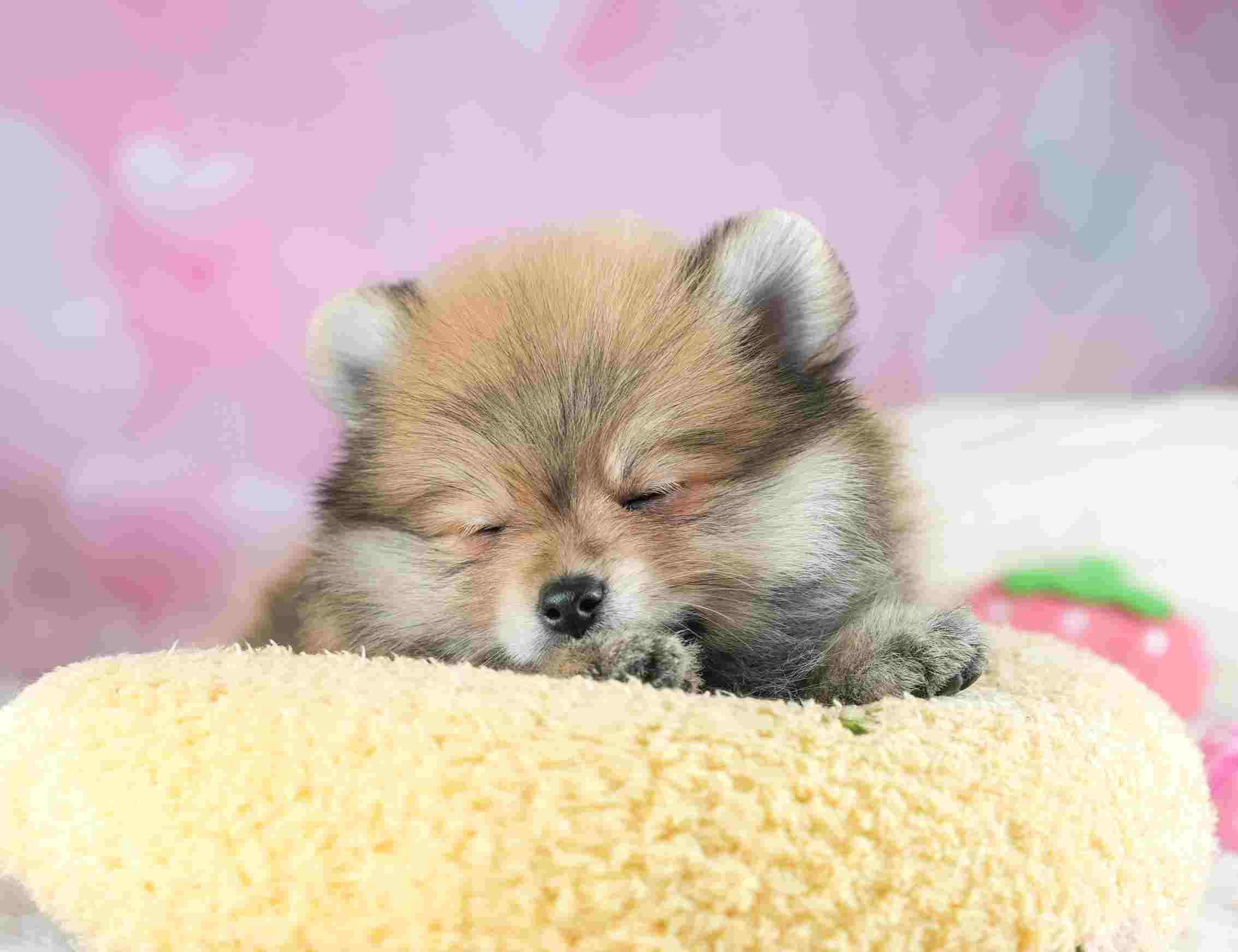 ポメラニアン | 男の子 | オレンジ | 2026年1月29日