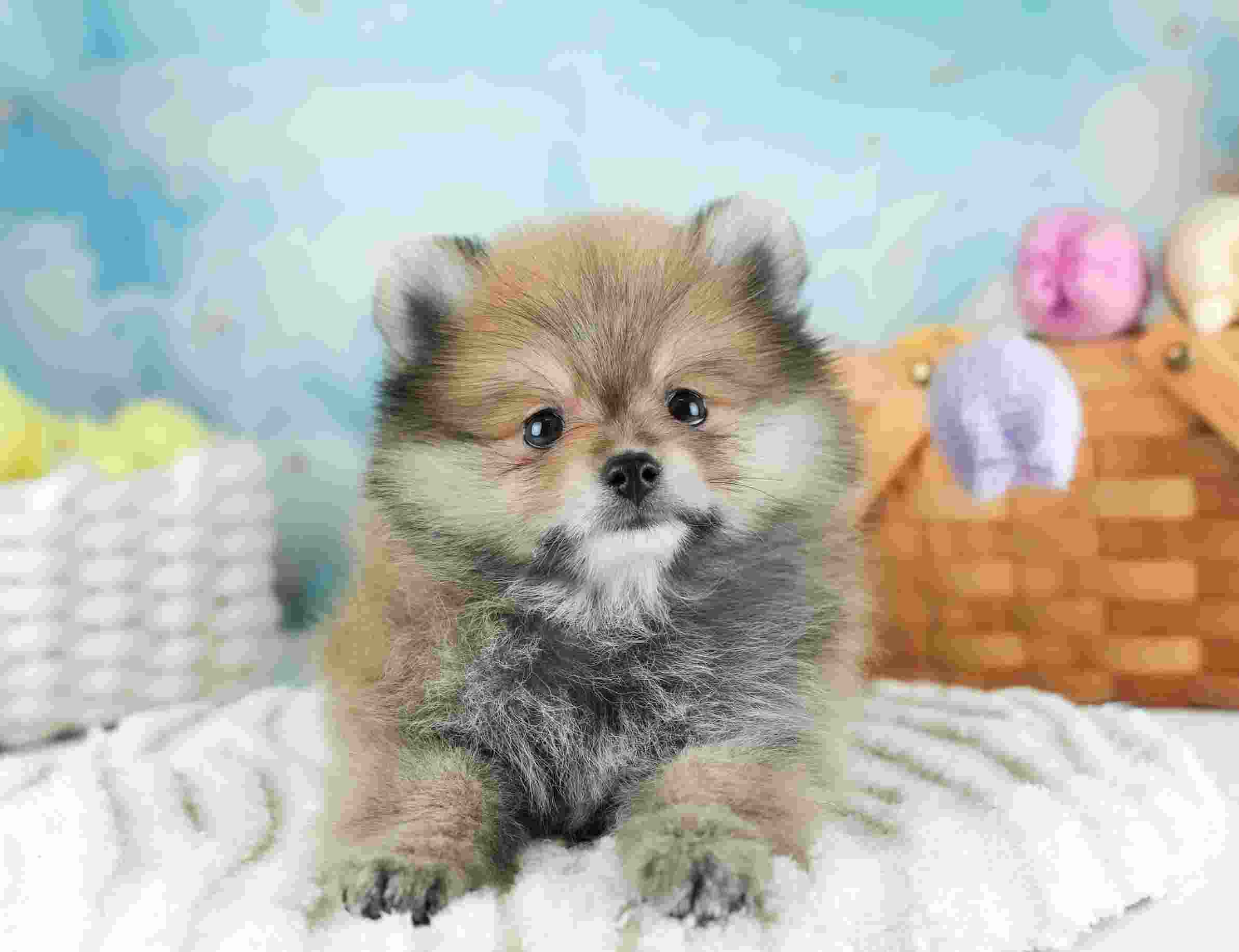 ポメラニアン | 男の子 | オレンジ | 2026年1月29日