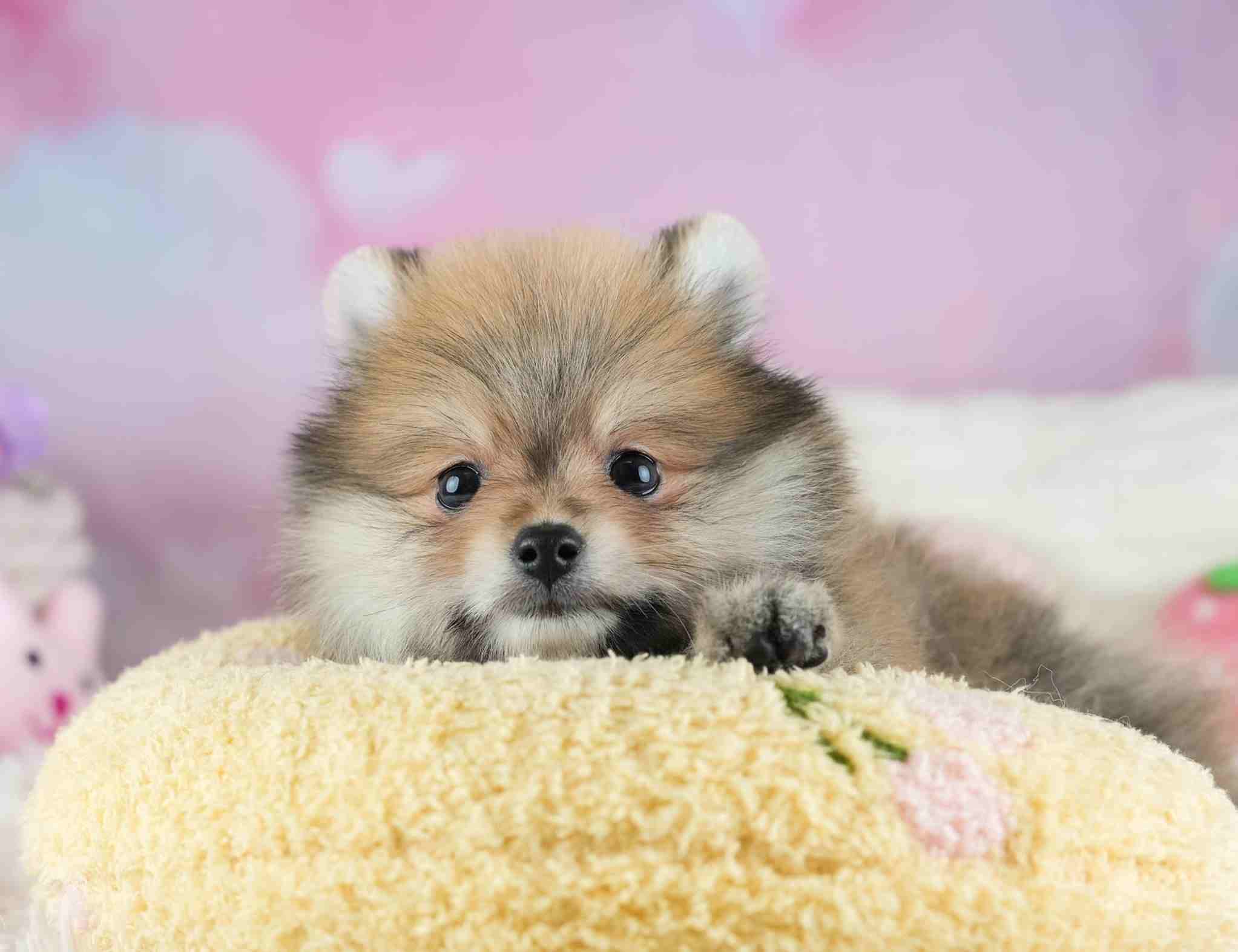 ポメラニアン | 男の子 | オレンジ | 2026年1月29日