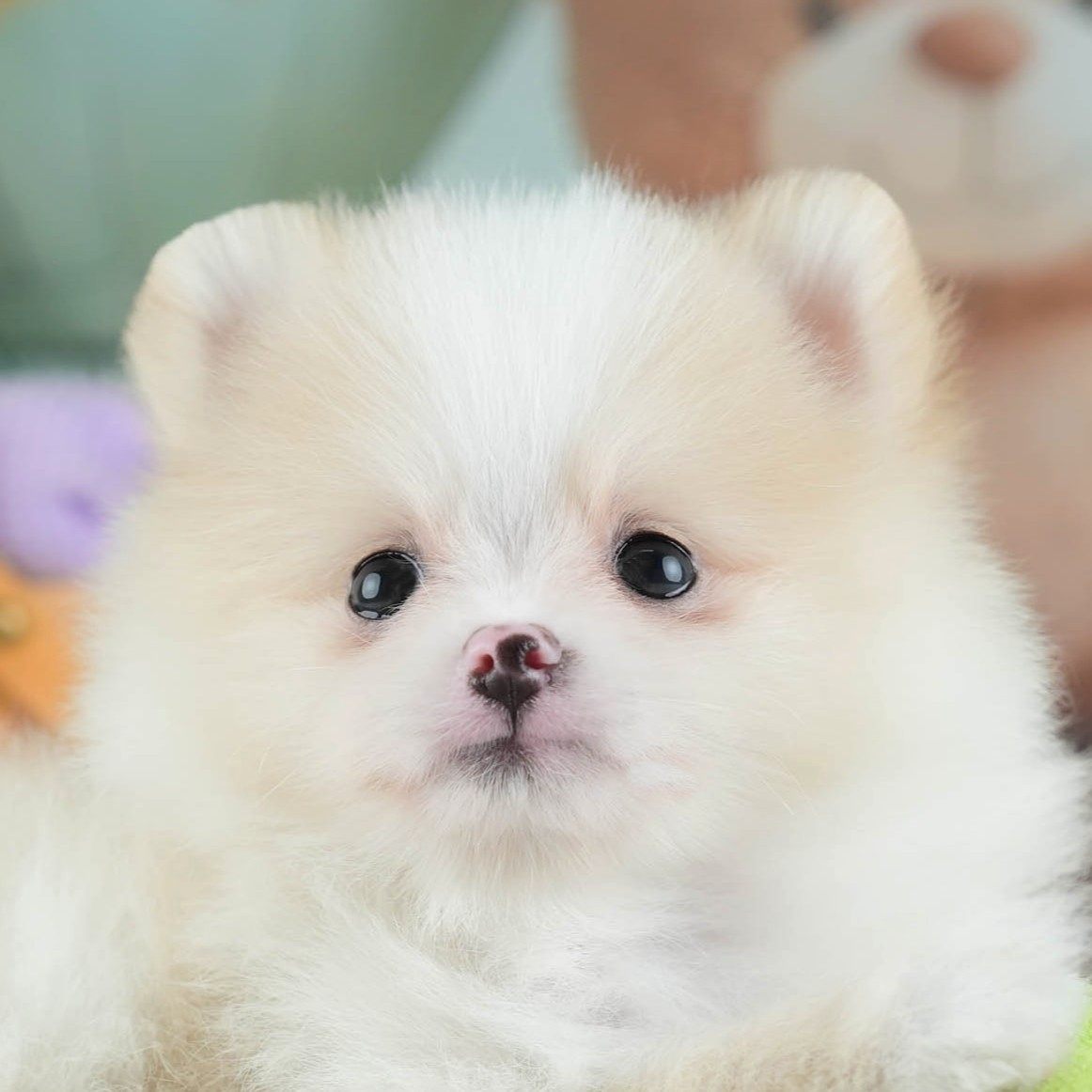 ポメラニアン | 男の子 | クリーム | 2026年1月29日