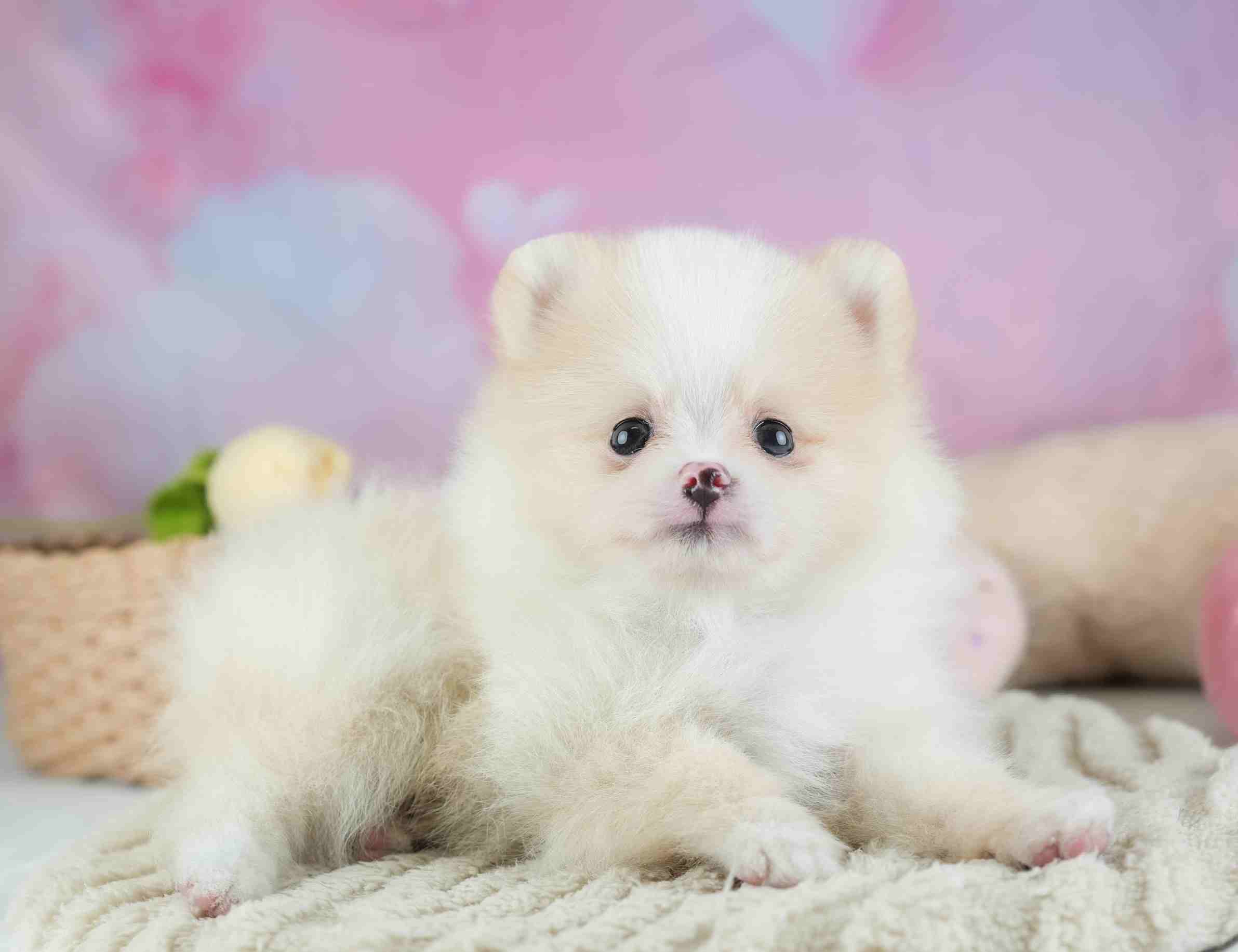 ポメラニアン | 男の子 | クリーム | 2026年1月29日