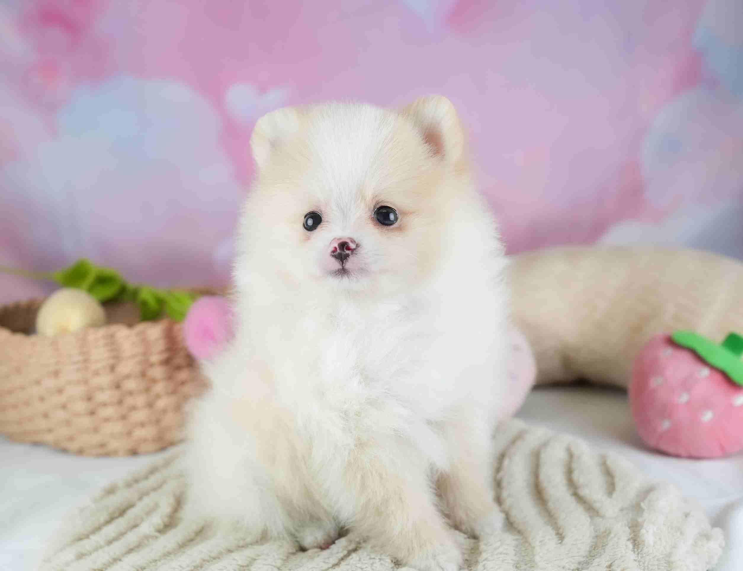 ポメラニアン | 男の子 | クリーム | 2026年1月29日