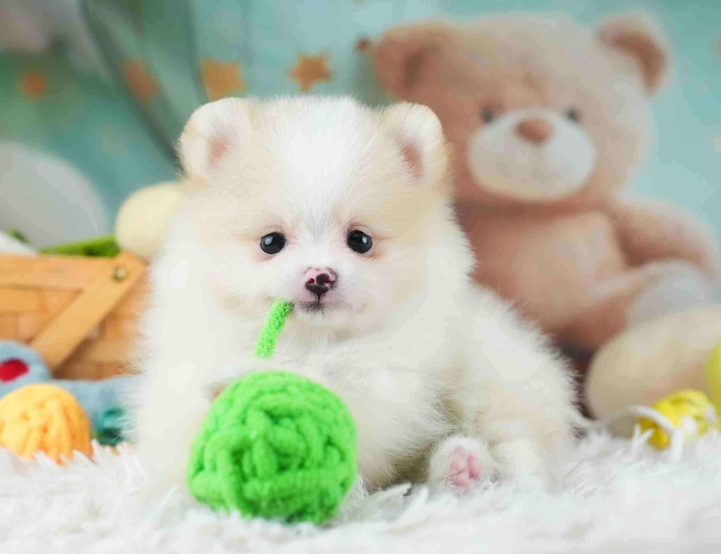 ポメラニアン | 男の子 | クリーム | 2026年1月29日